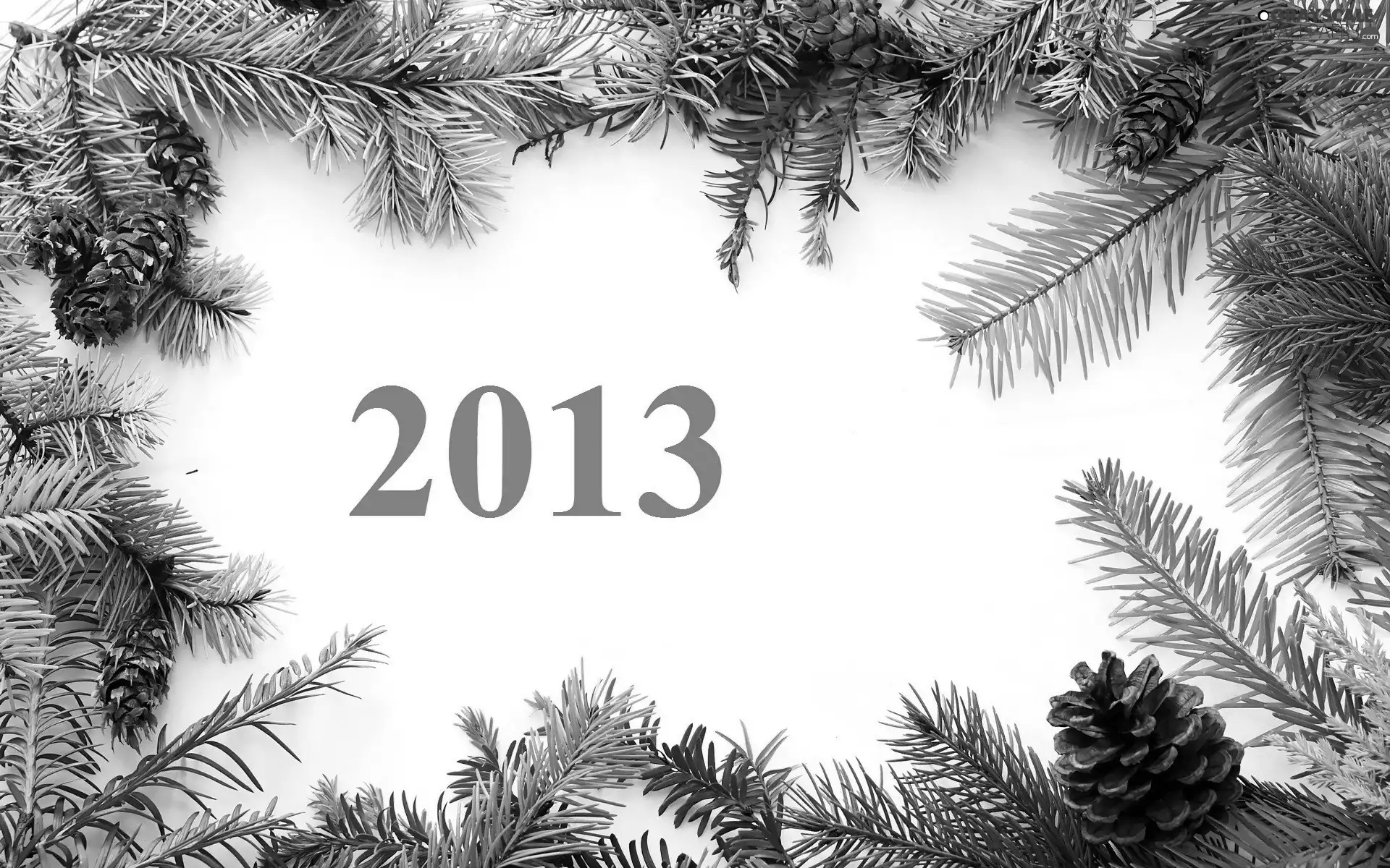 2013, New, conifer, cones, Twigs, year