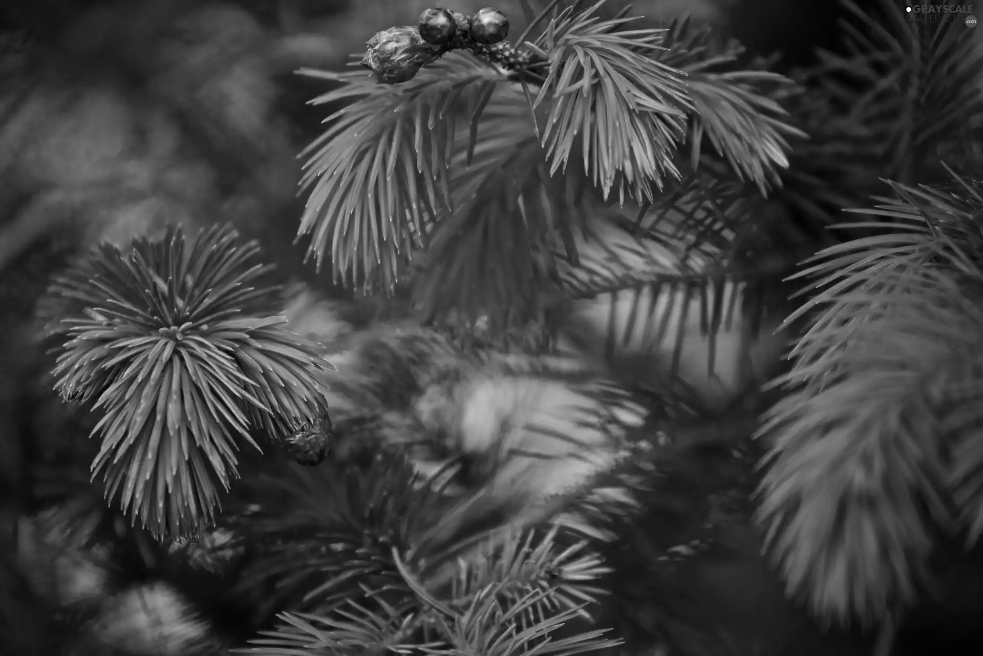 trees, pine, conifer, Twigs