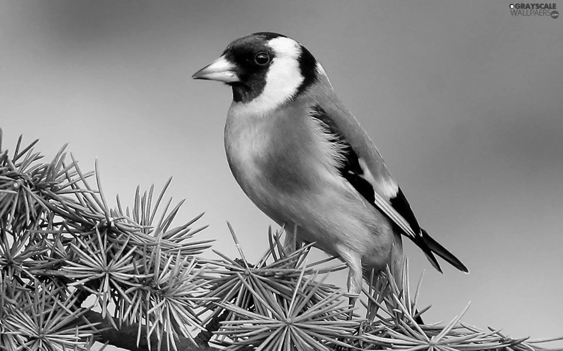 conifer, goldfinch, twig