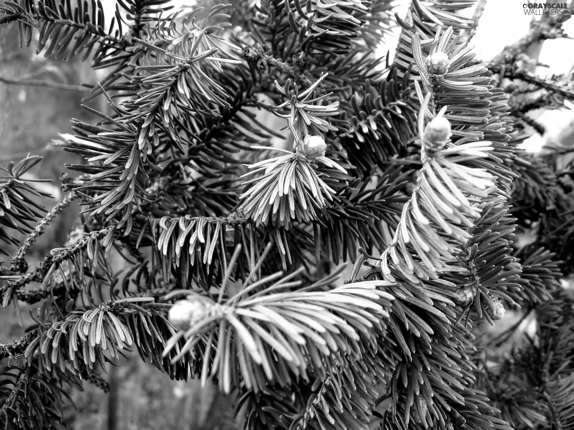 Twigs, conifer