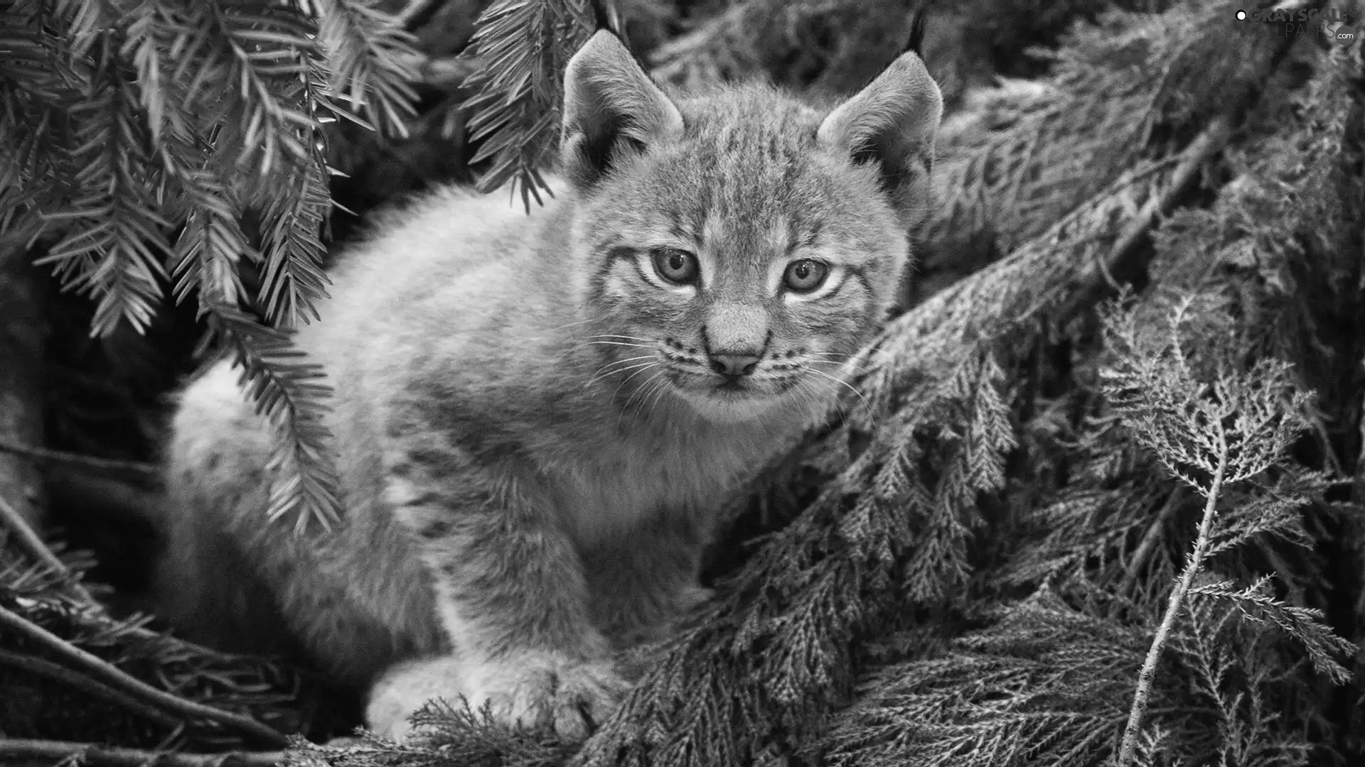 viewes, Conifers, Lynx, trees, young