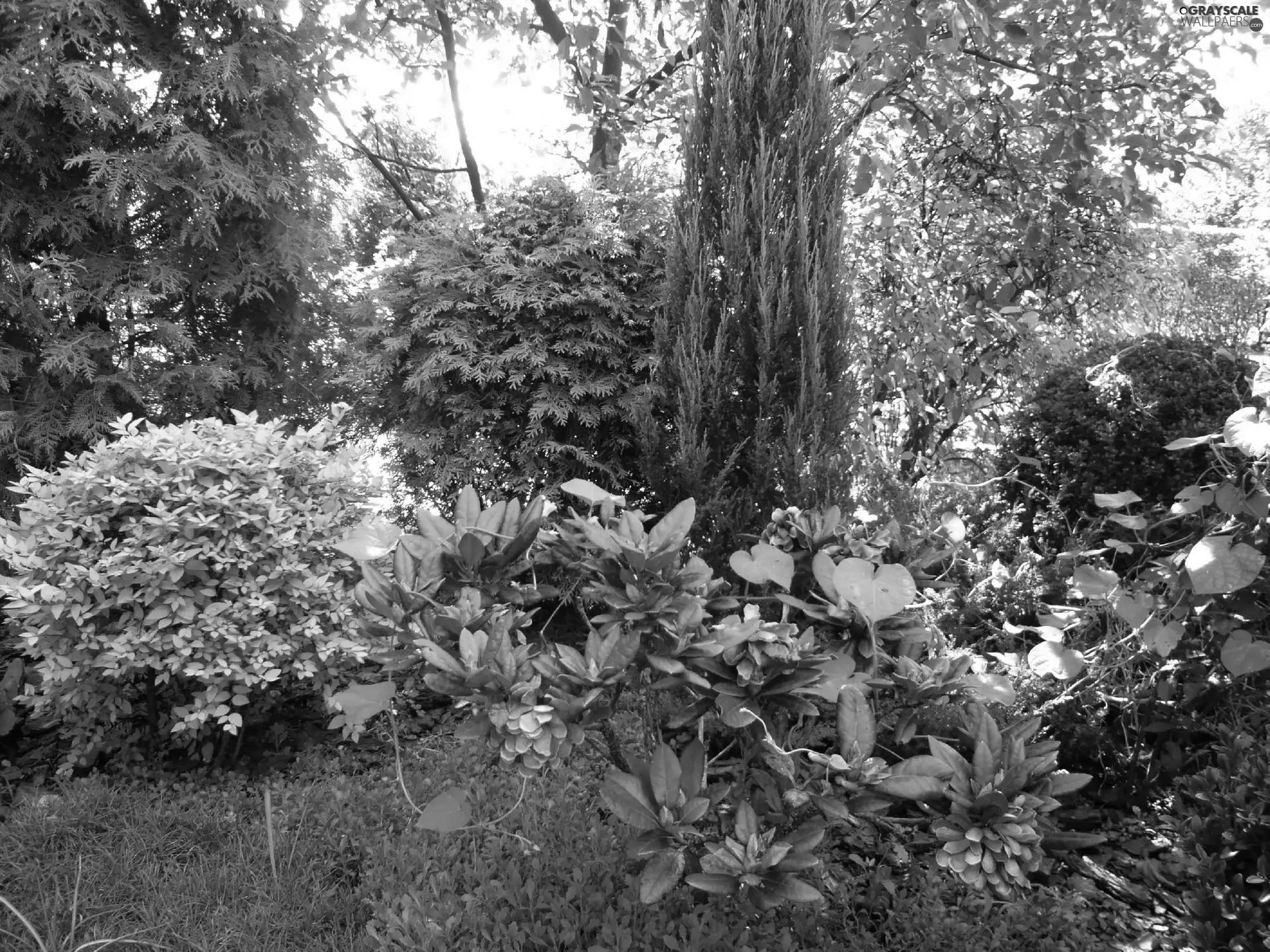 Conifers, grass, Flowers