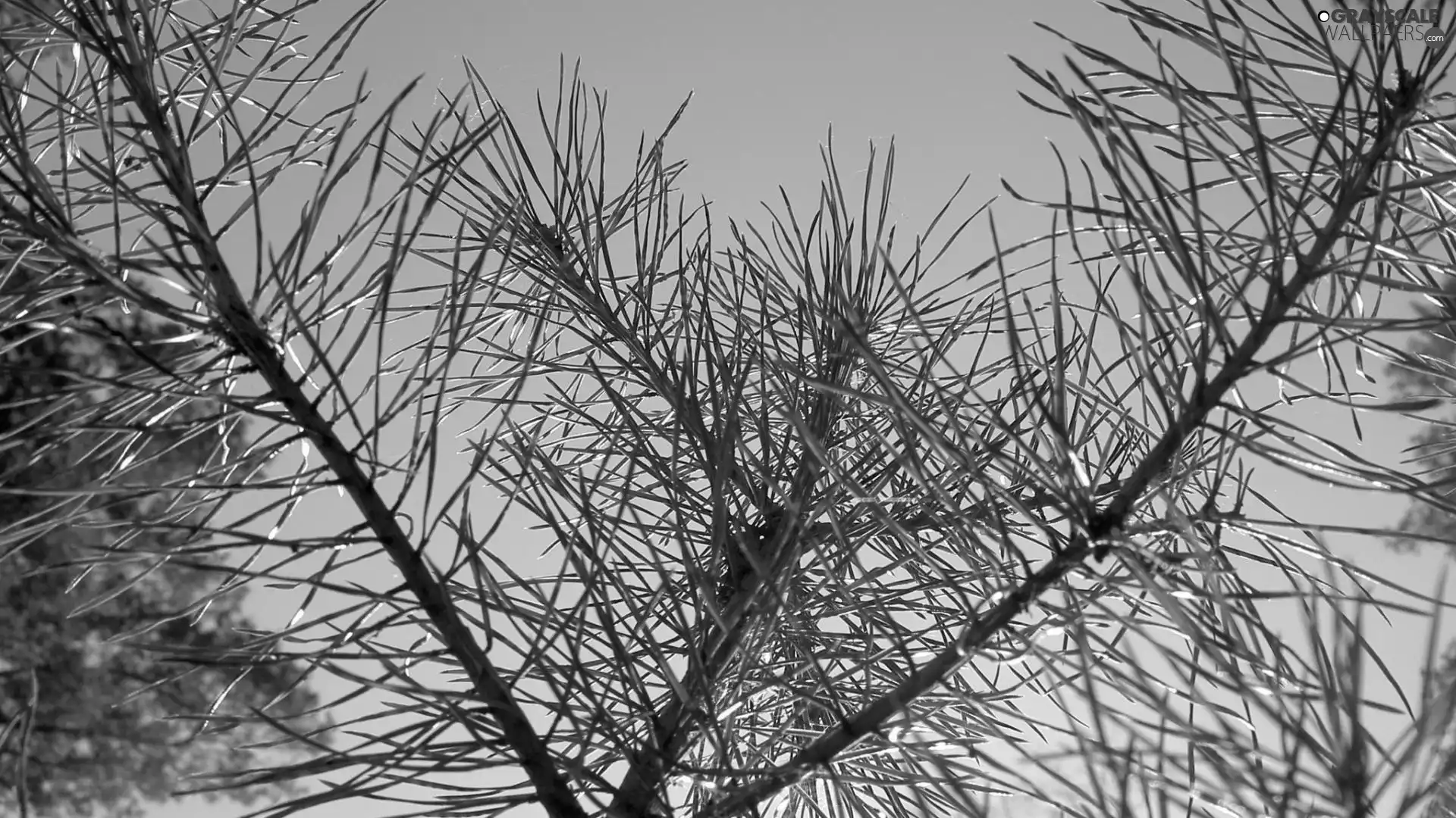 needles, conifers
