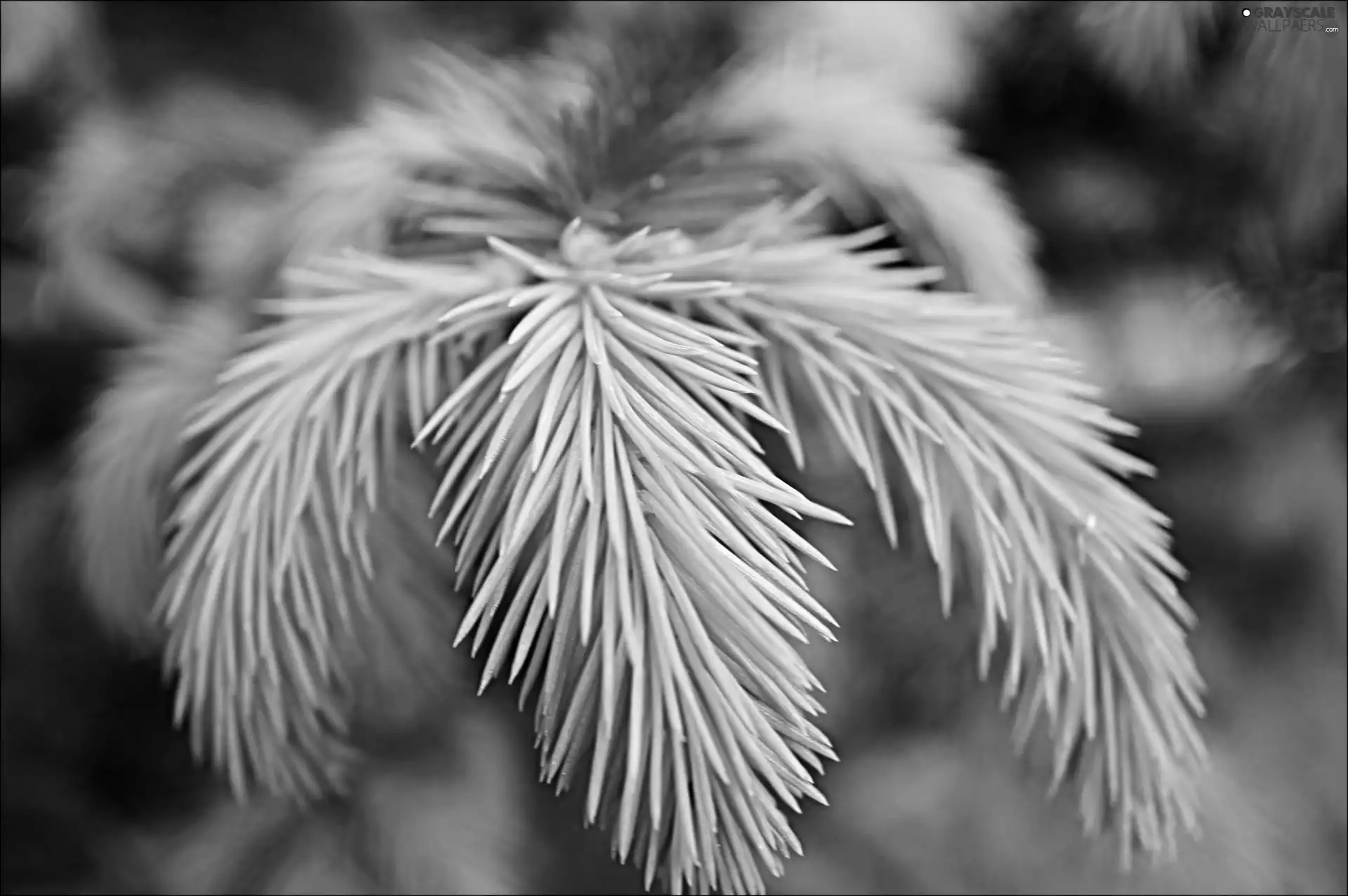 twig, Conifers