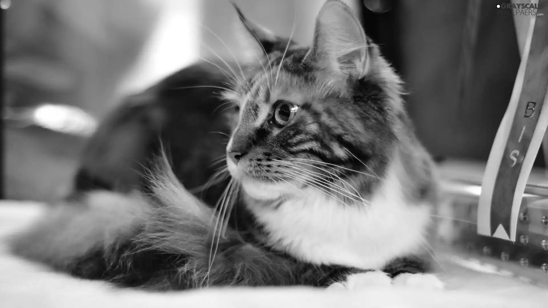 ginger, Maine Coon