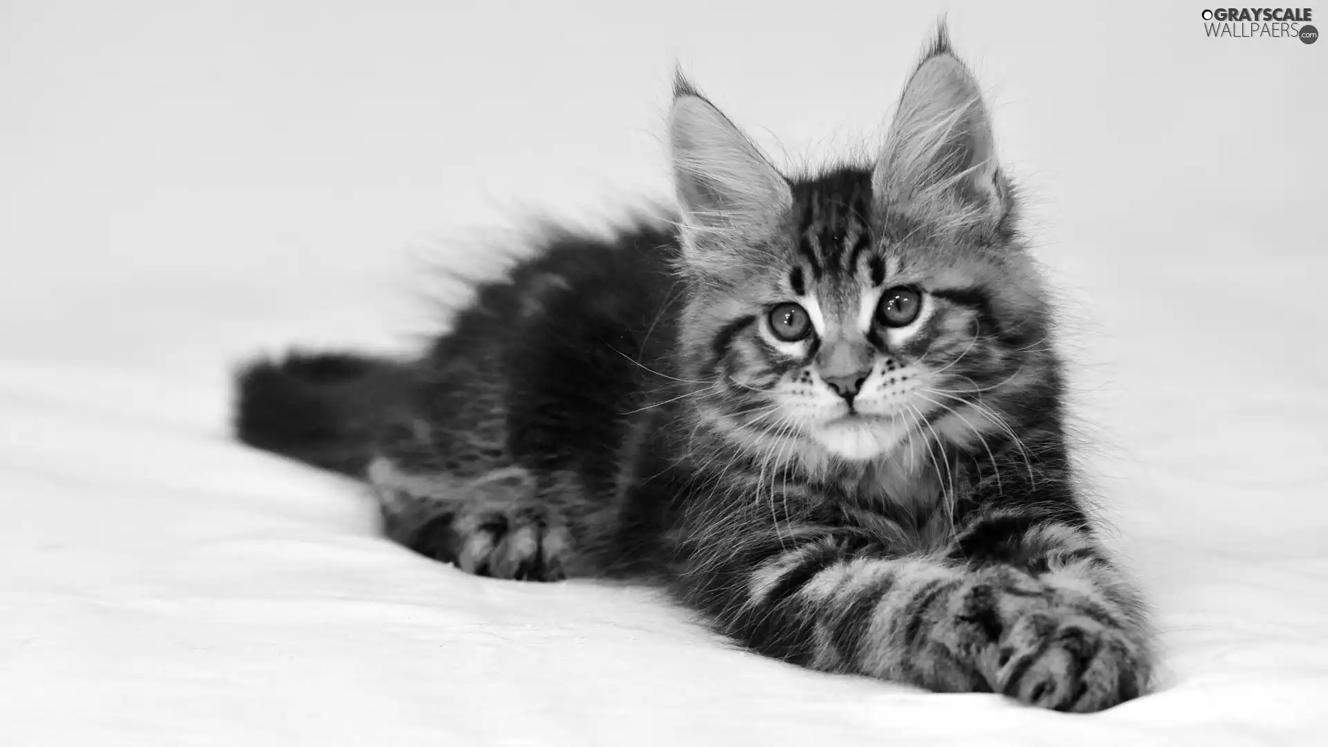 kitten, Maine Coon