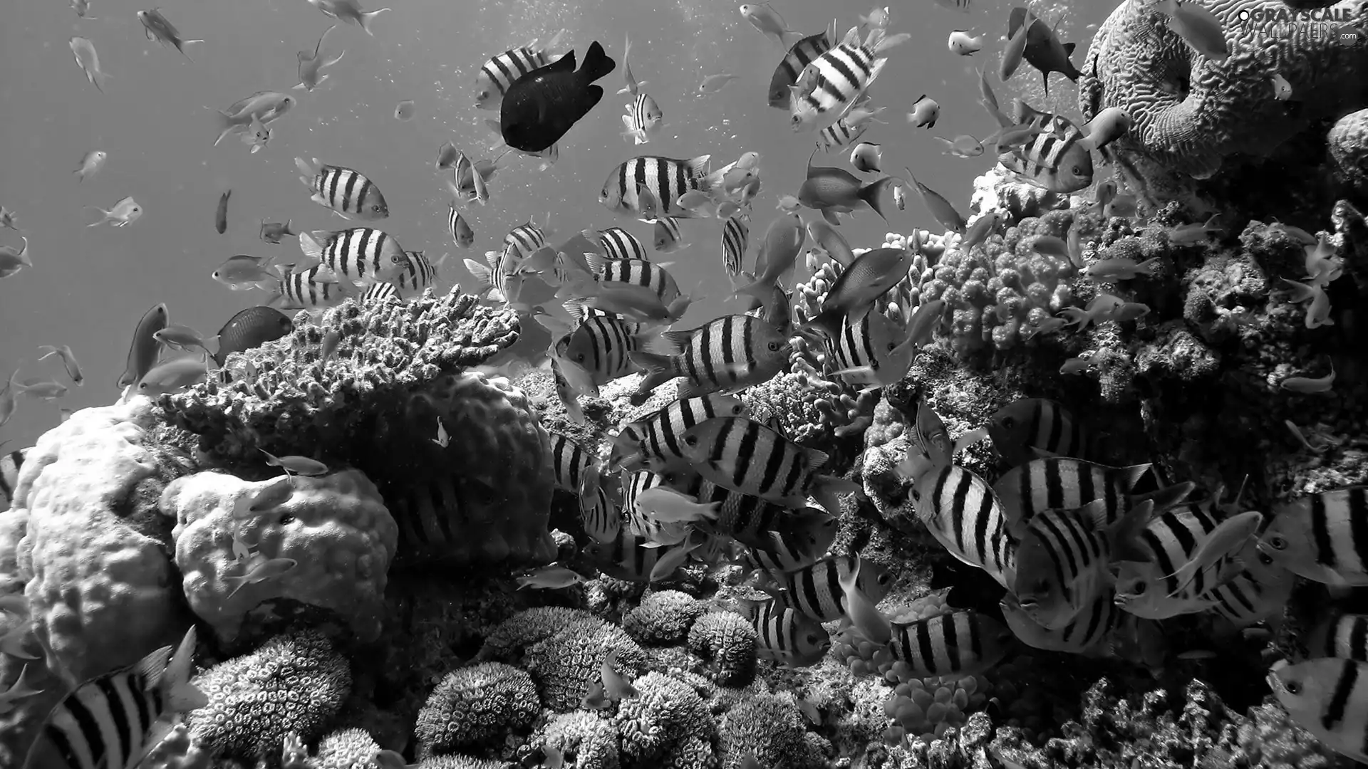 coral, fish, reef