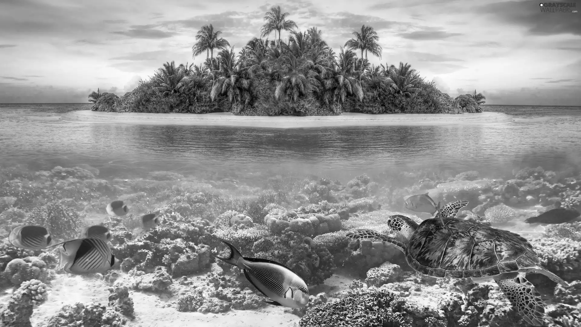 fish, reef, Palms, Corals, sea, turtle, graphics