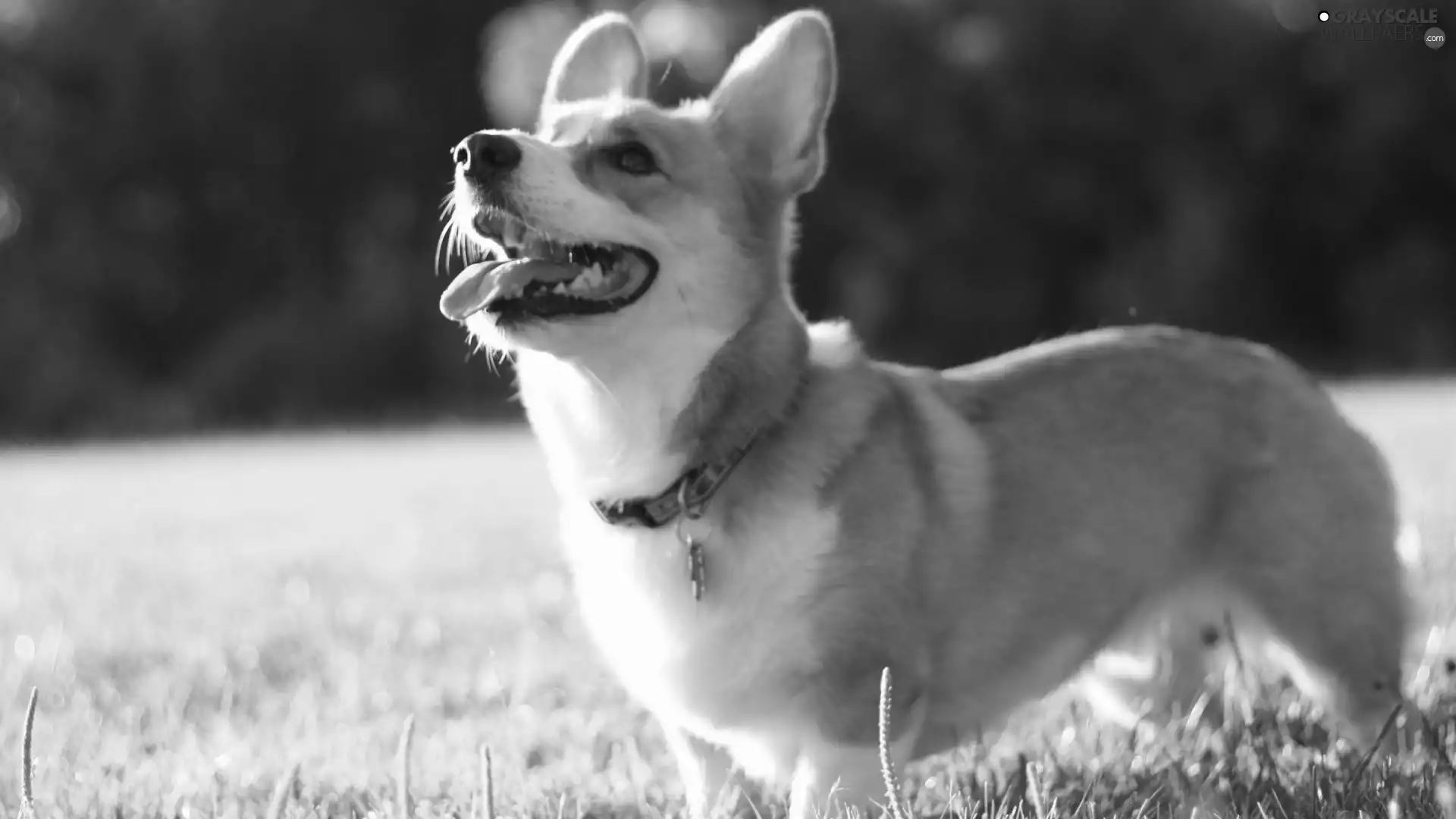 doggy, grass, Corgi, Tounge