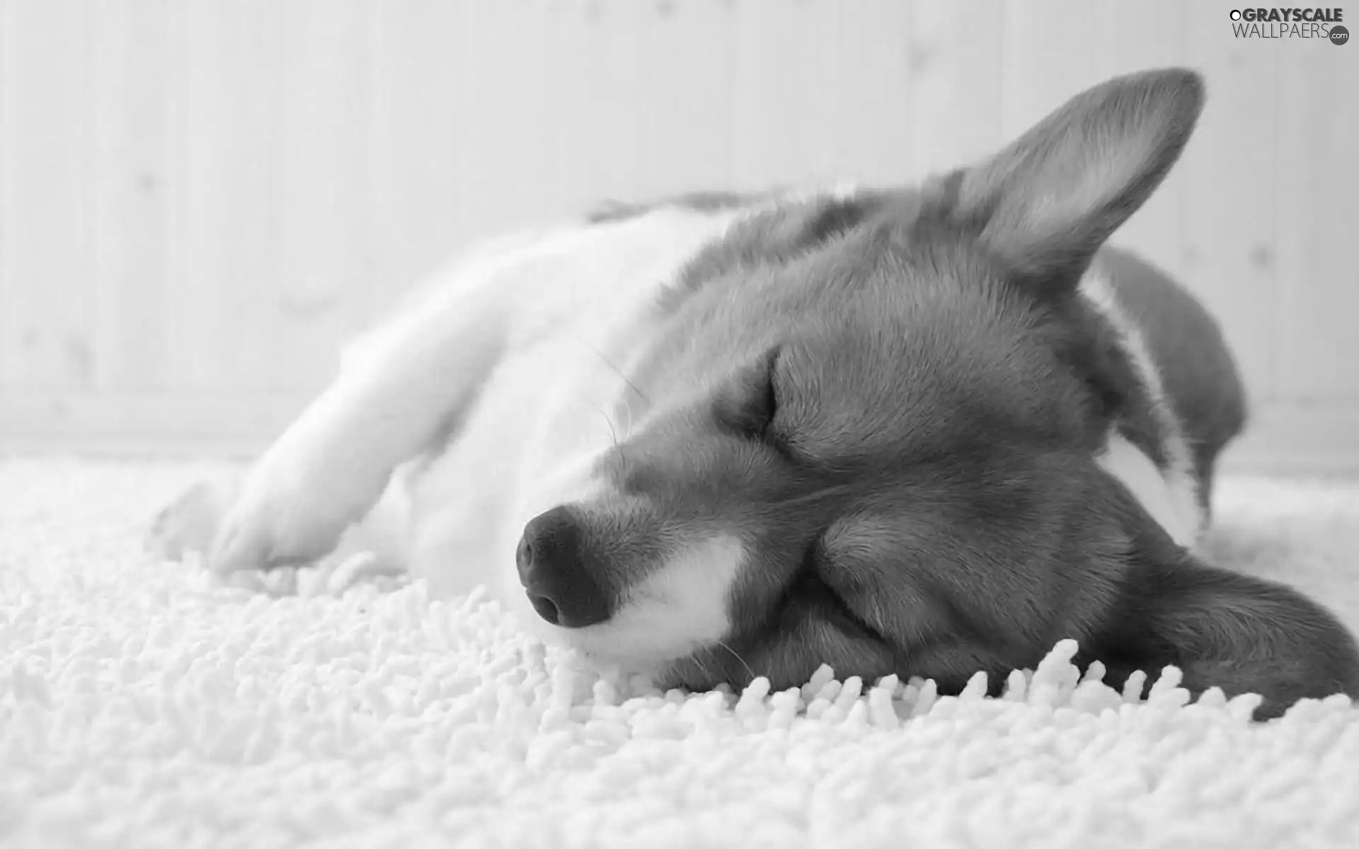 Corgi, sleepy, doggy