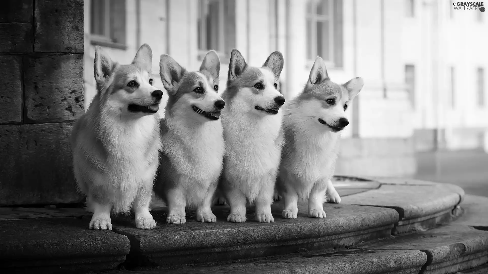 Welsh corgi pembroke, four, Dogs