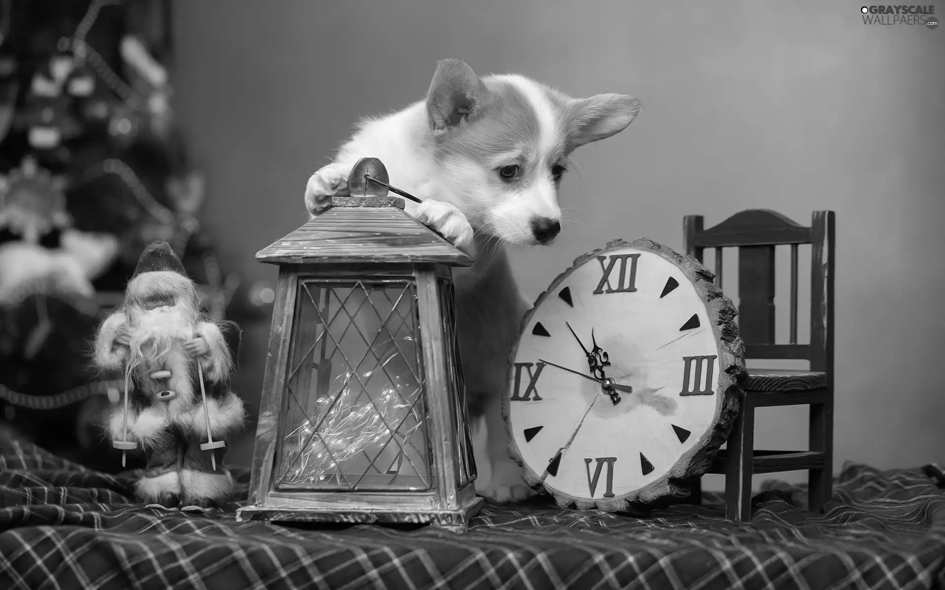 lantern, Clock, Welsh corgi pembroke, Santa, dog