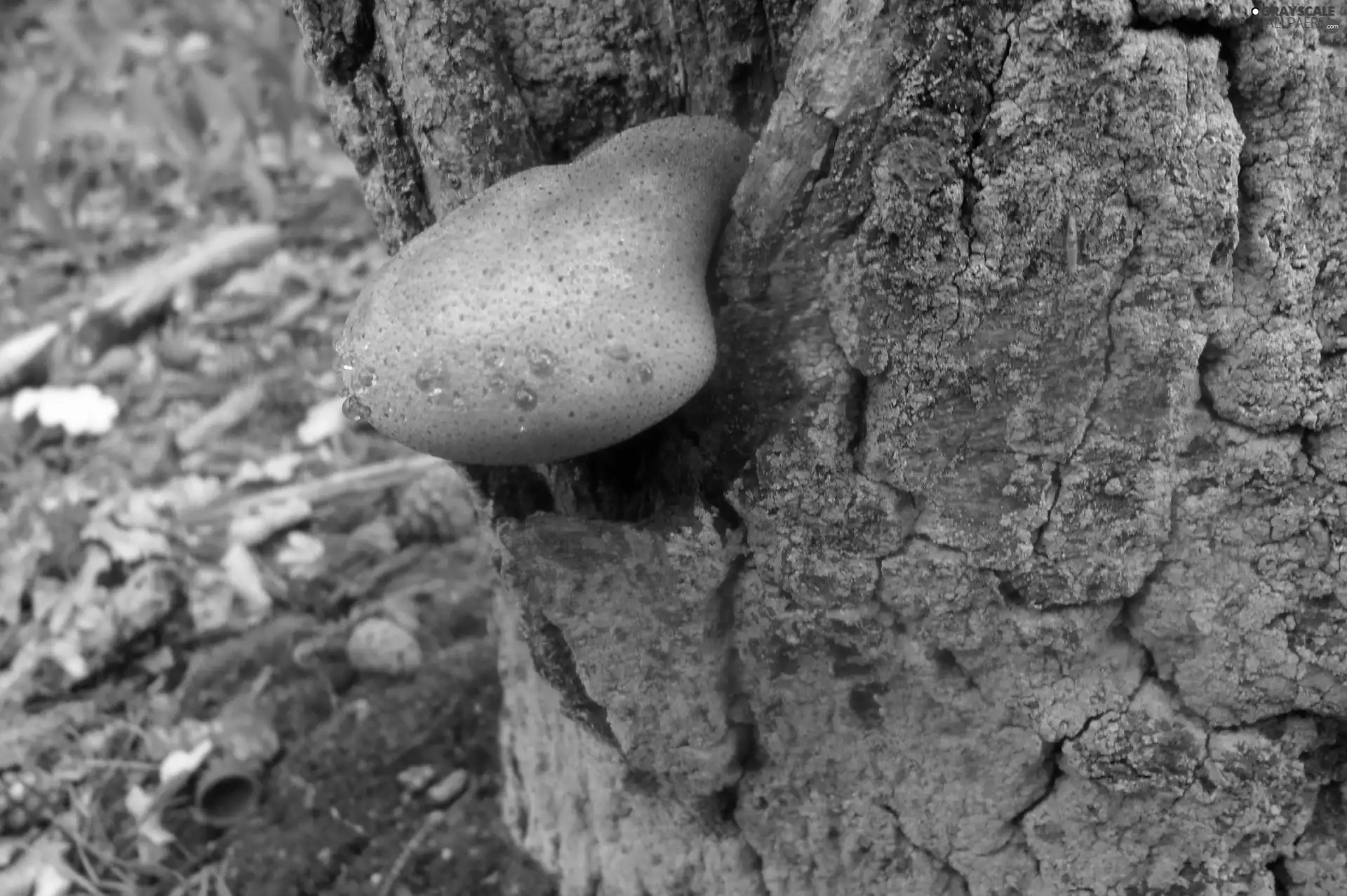 cork, Mushrooms, hub