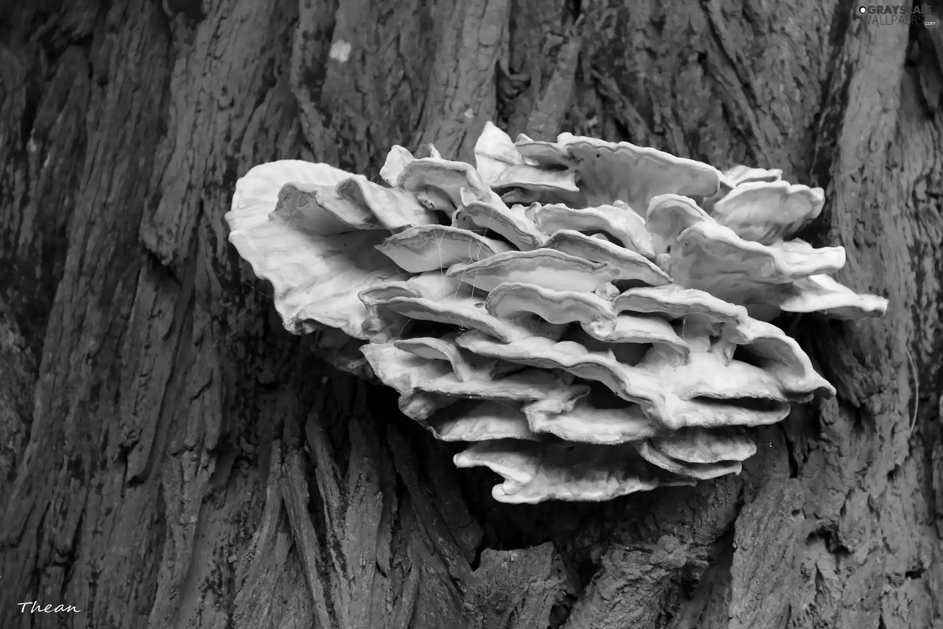 cork, sulphuric, Mushrooms