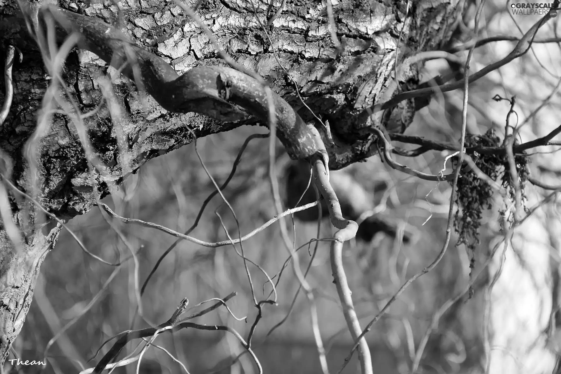 cork, trees, Willow