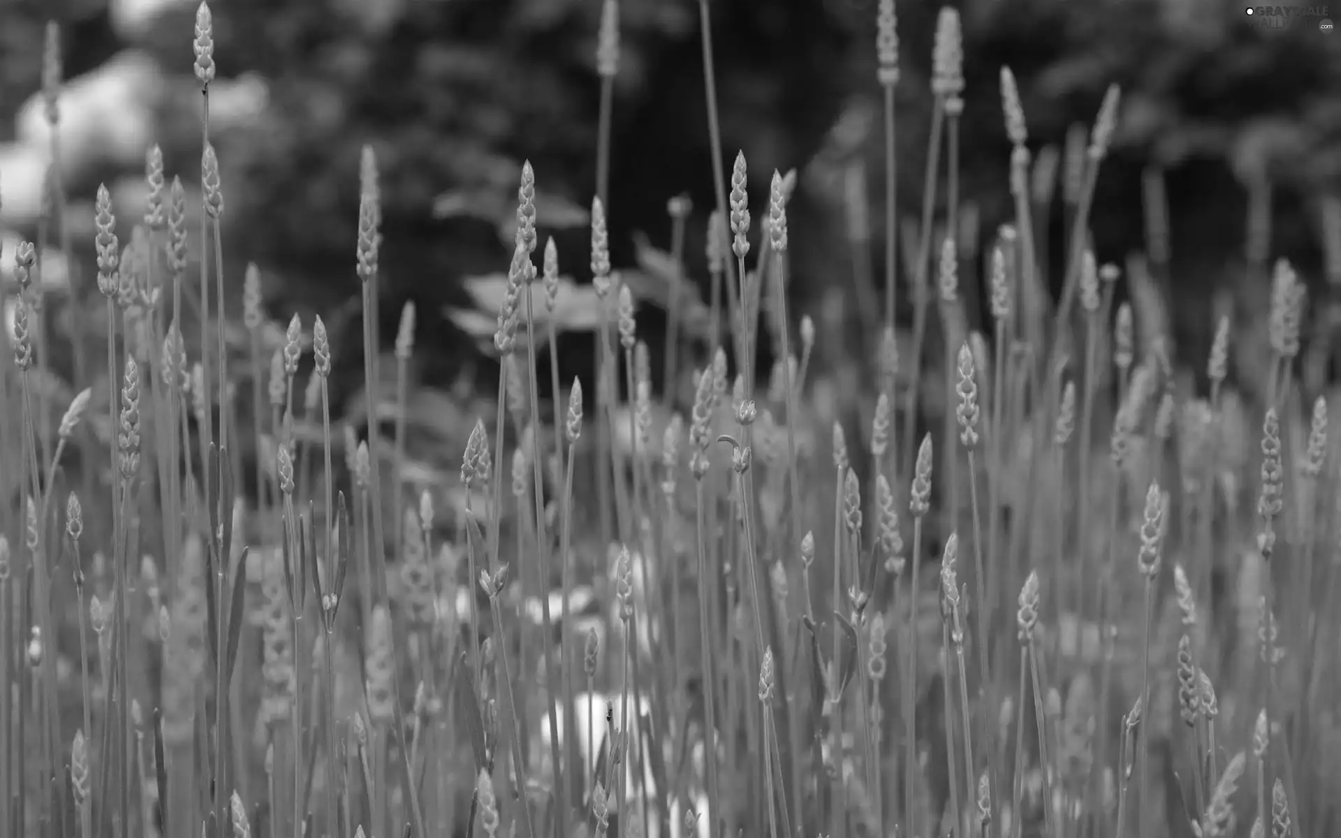 grass, corn