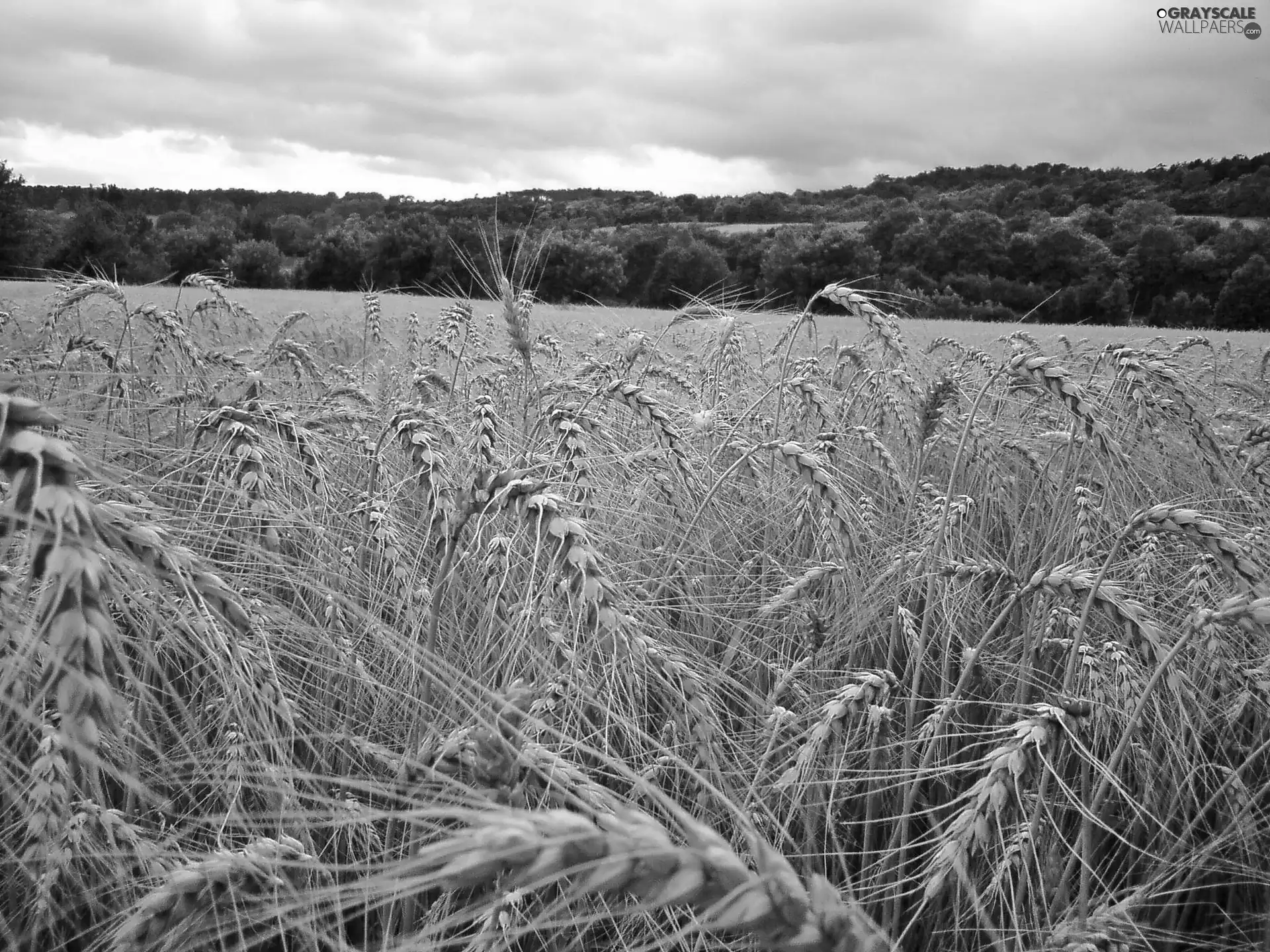 corn, summer, Meadow