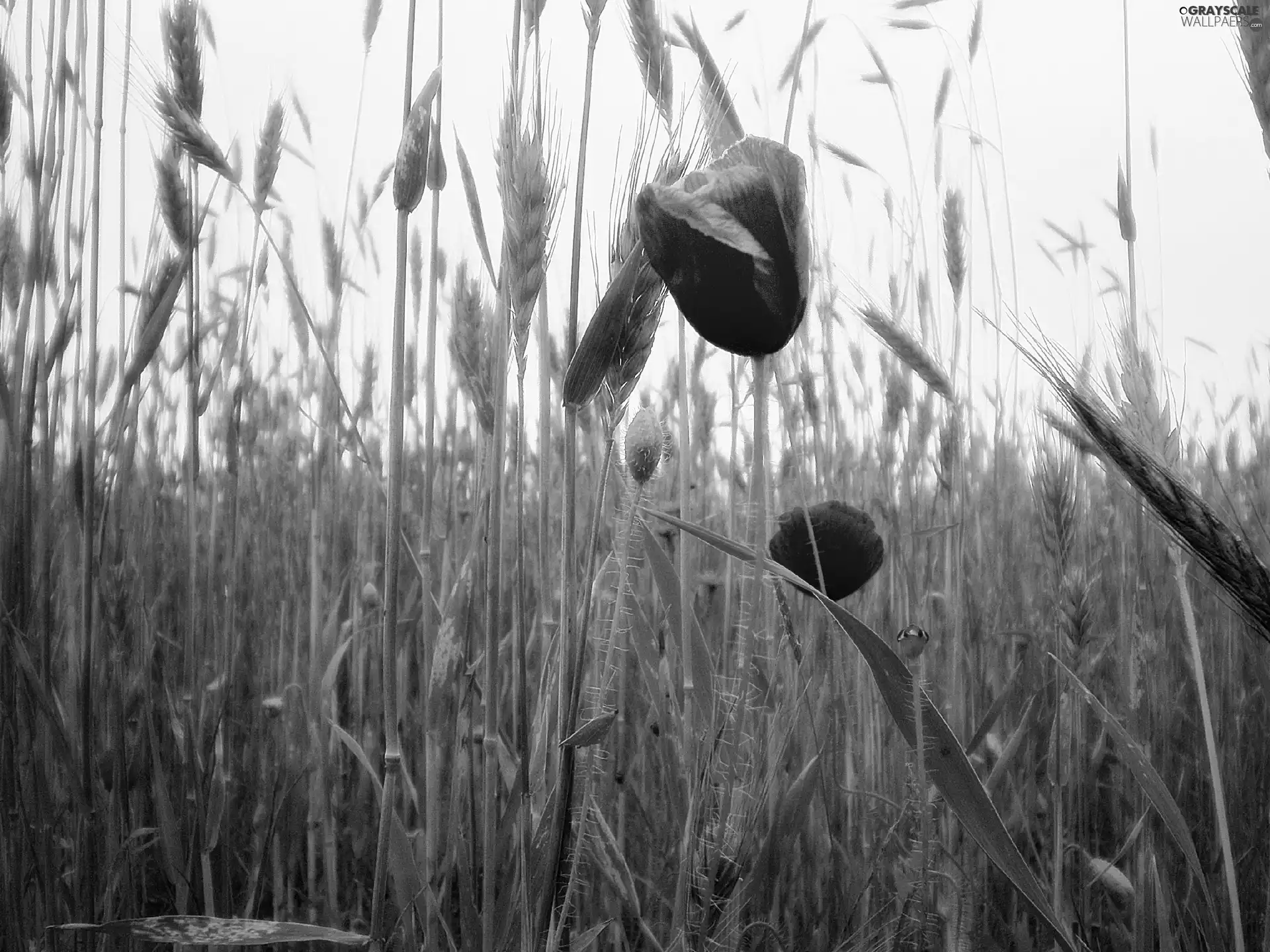 papavers, corn