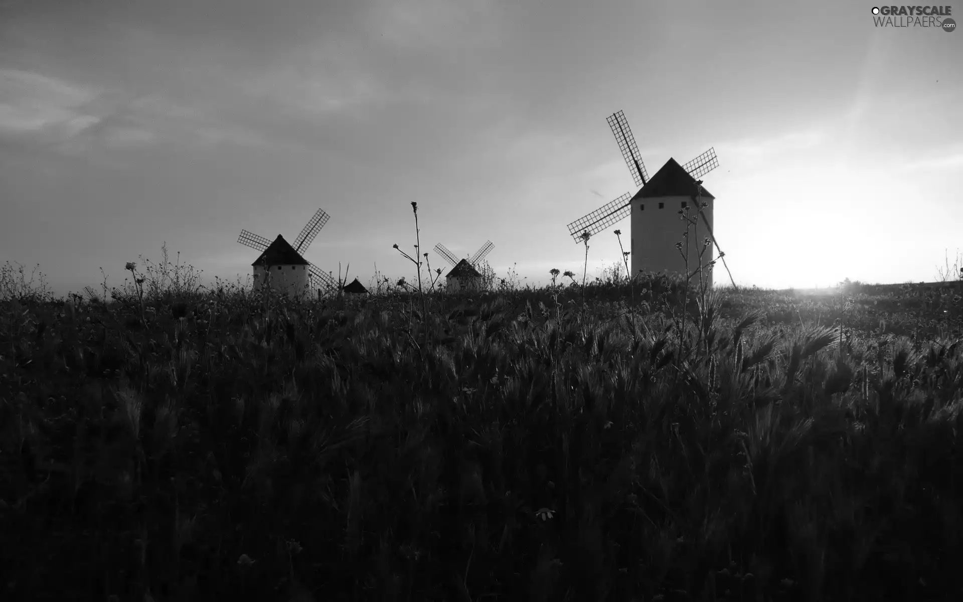 rays, Windmills, corn, sun