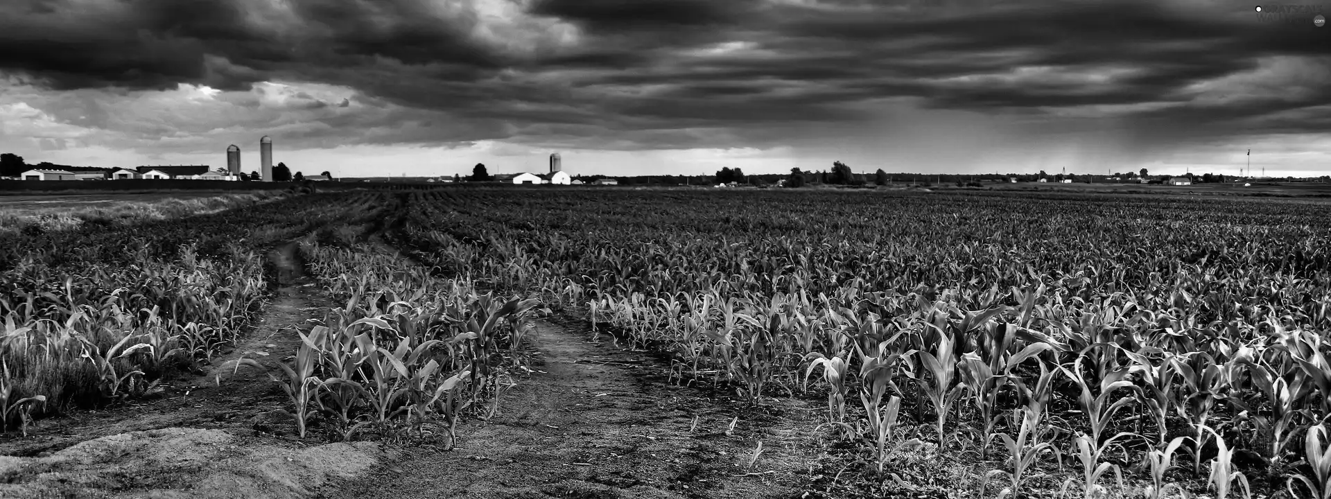 Sky, cultivation, corn-cob, clouds