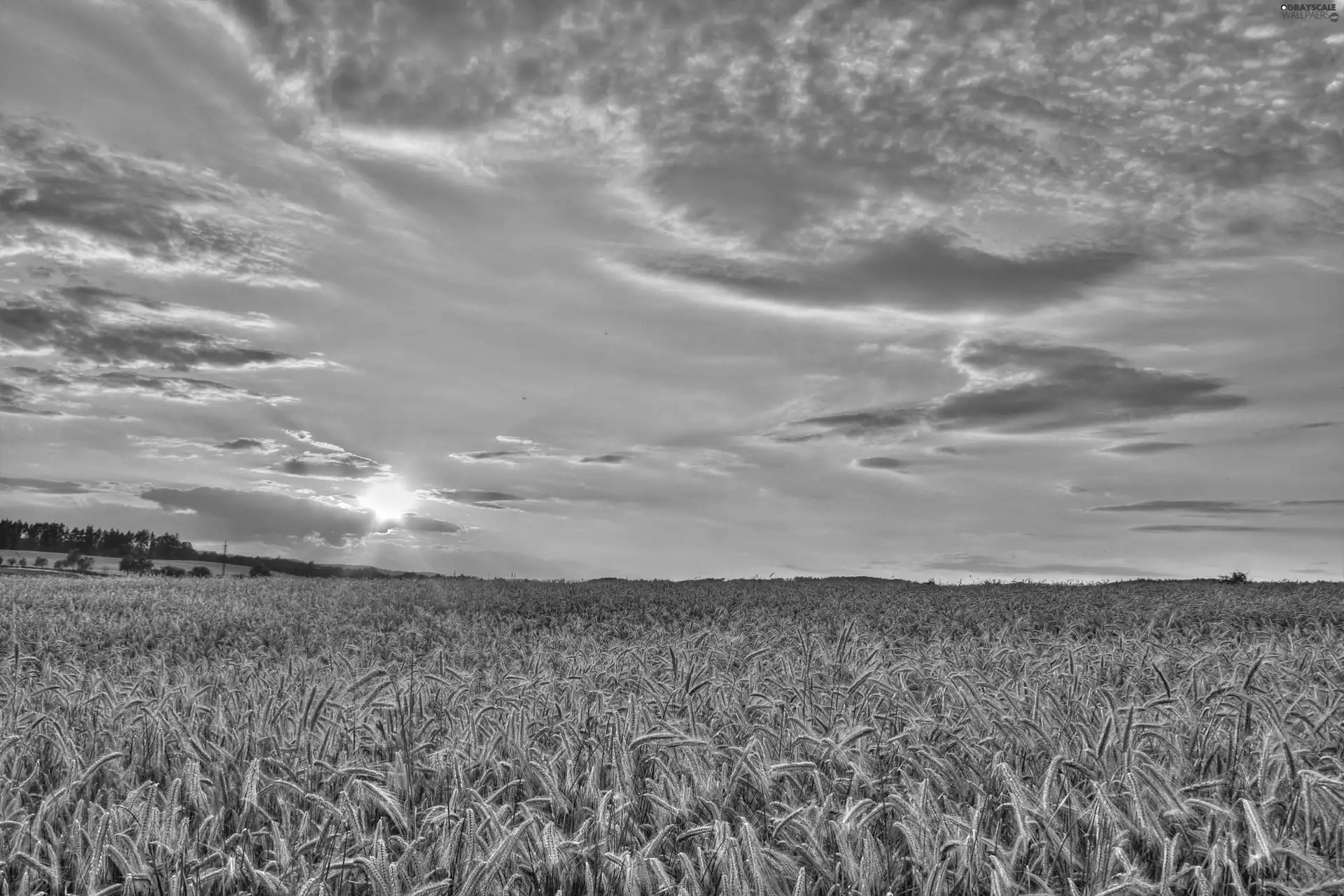 Sky, corn