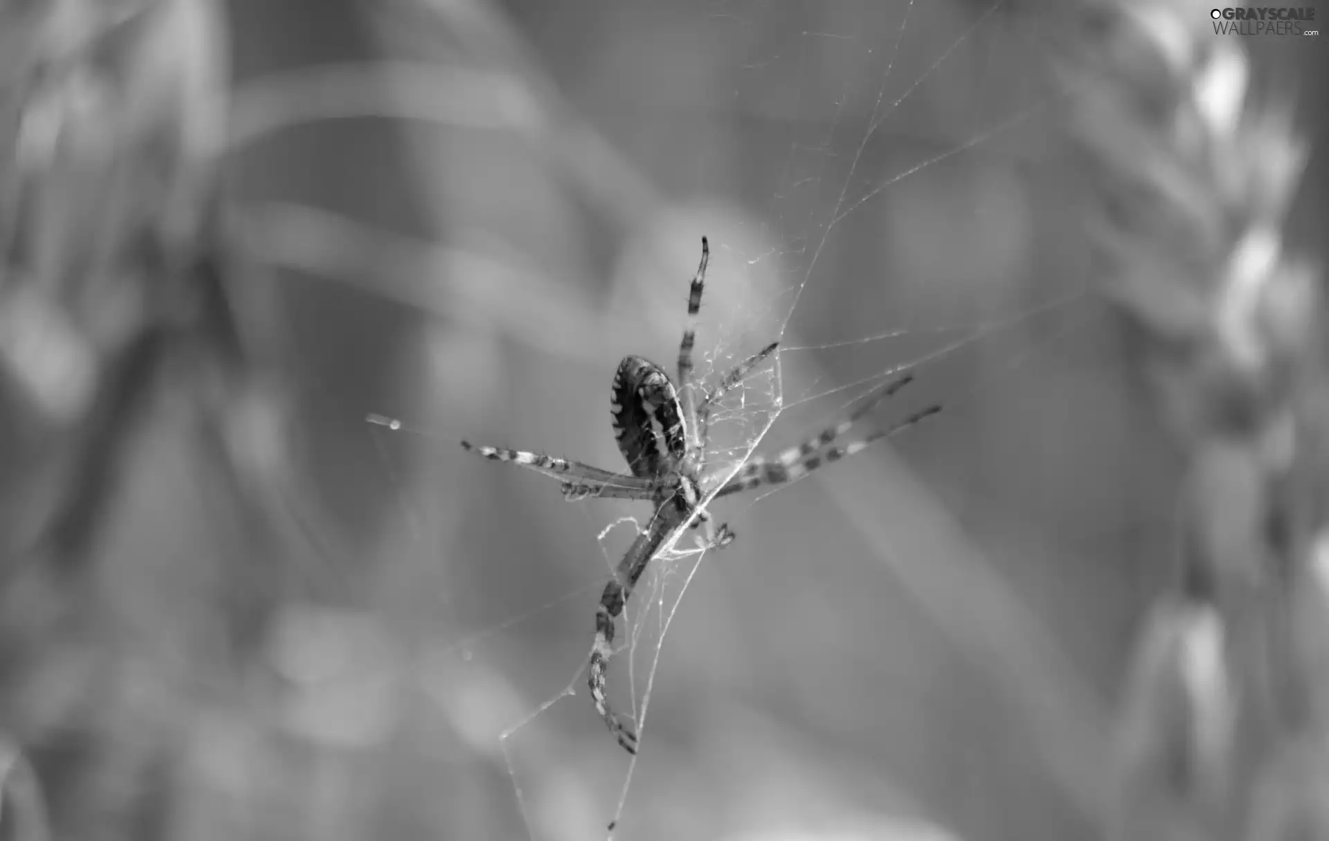 corn, Spider, Web