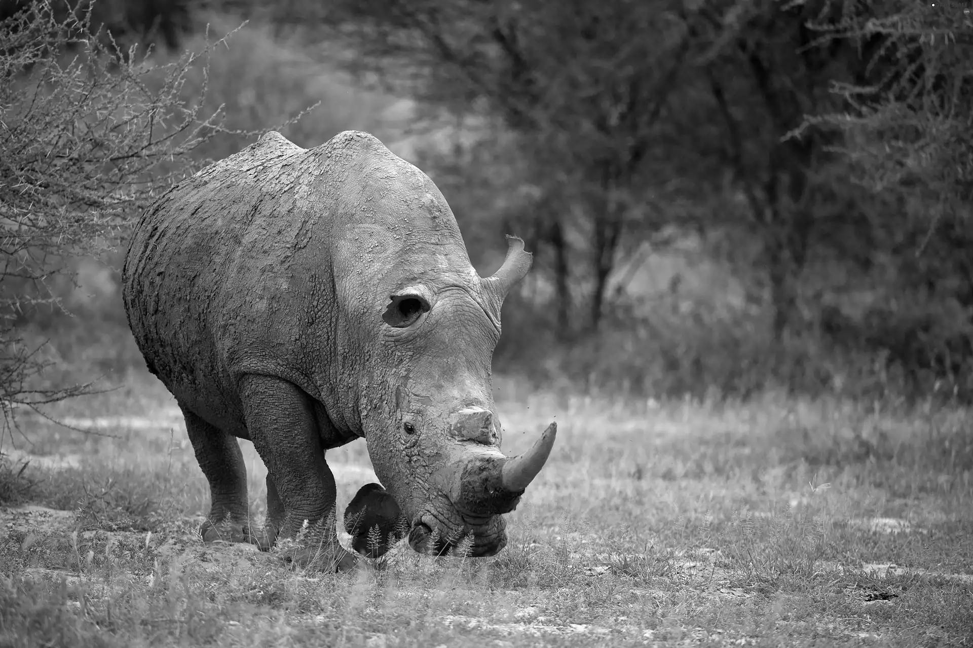 corner, large, Rhino