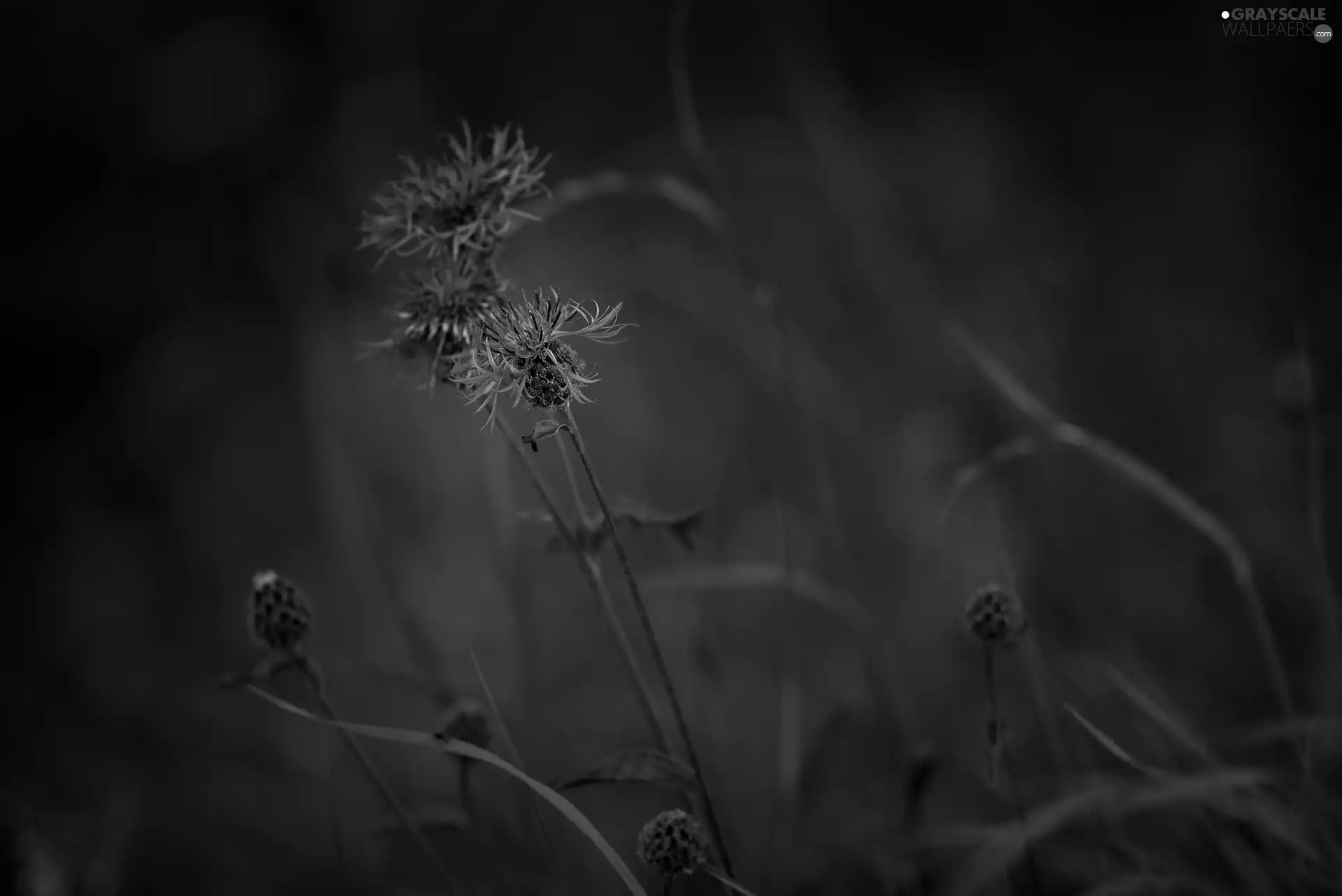 cornflowers