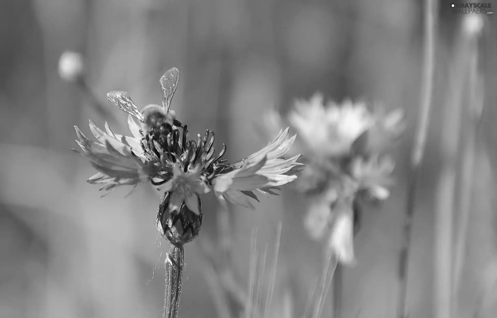 cornflowers, bee, Blue