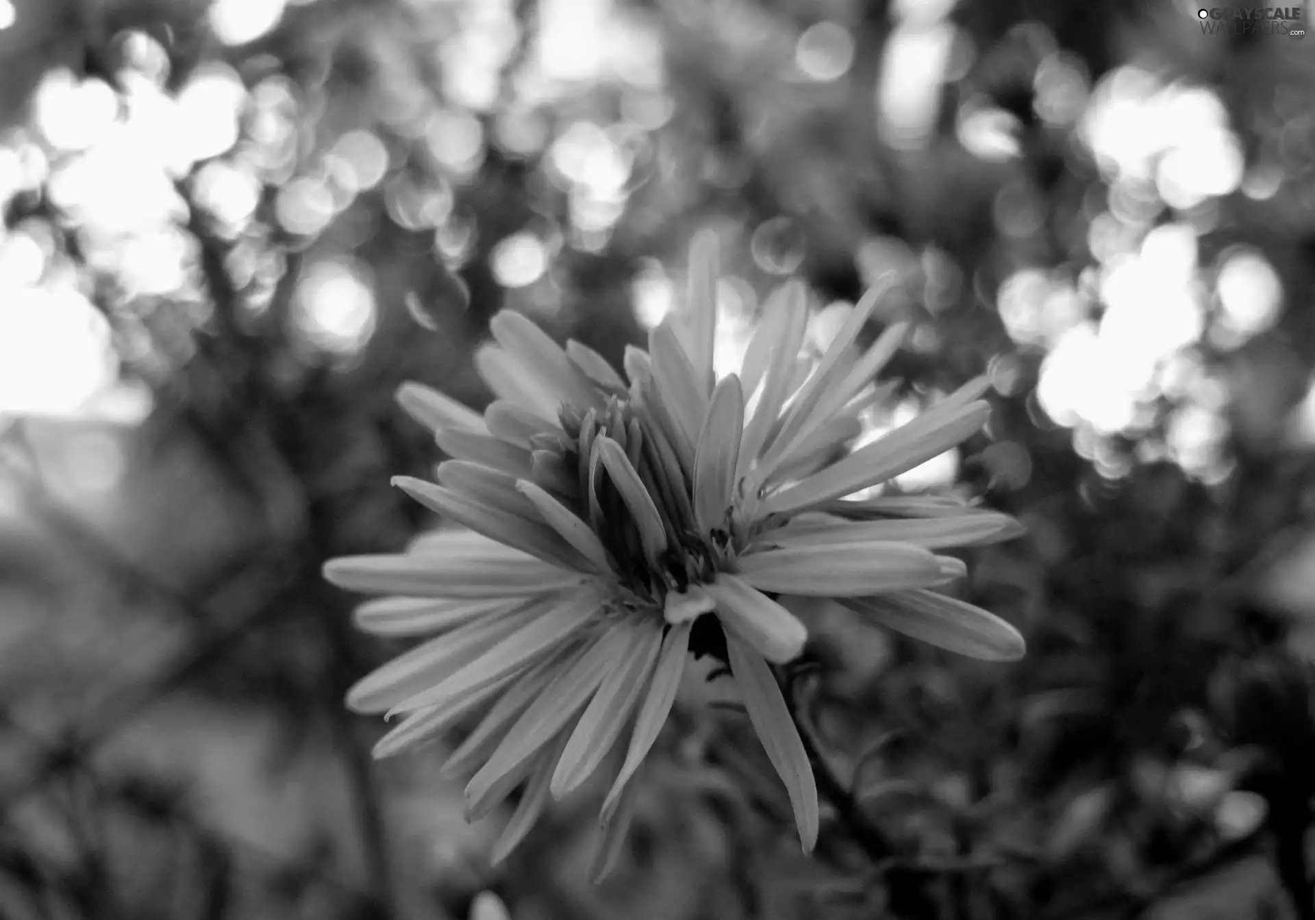 Blue, cornflowers