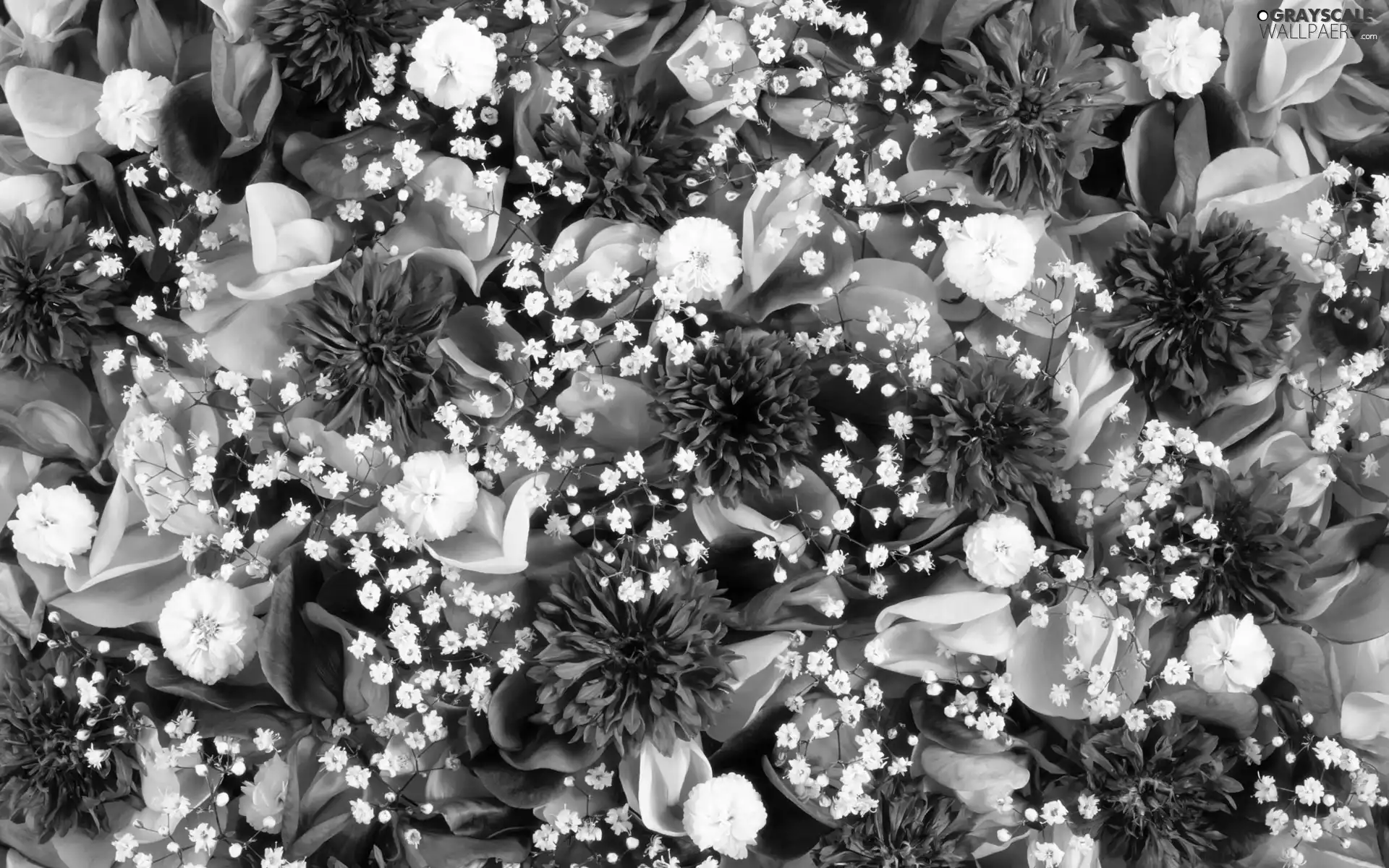 color, Flowers, cornflowers, different