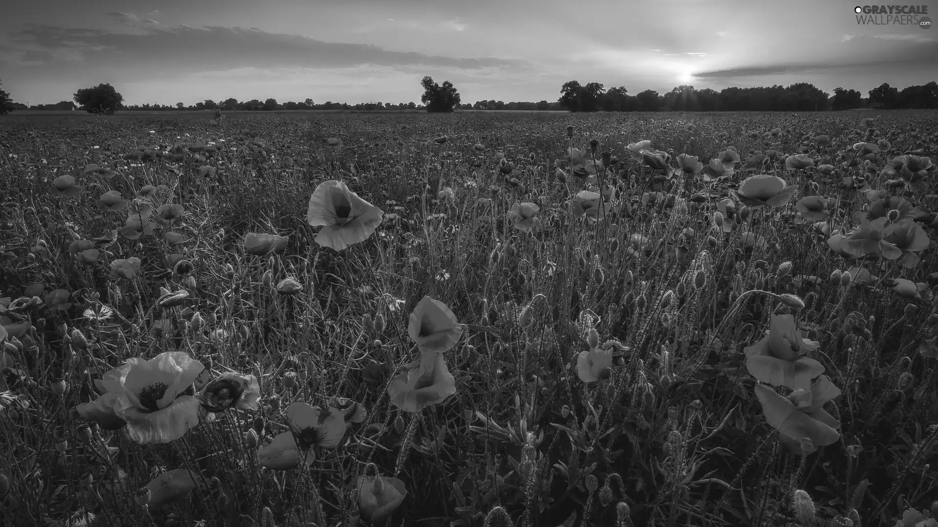 Meadow, cornflowers, Great Sunsets, papavers