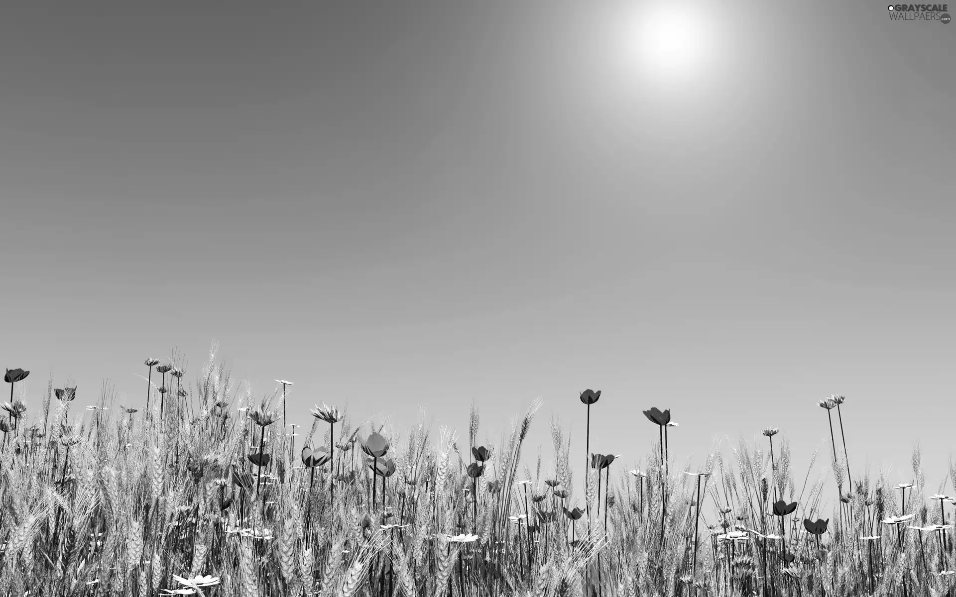 Meadow, papavers, cornflowers, Flowers