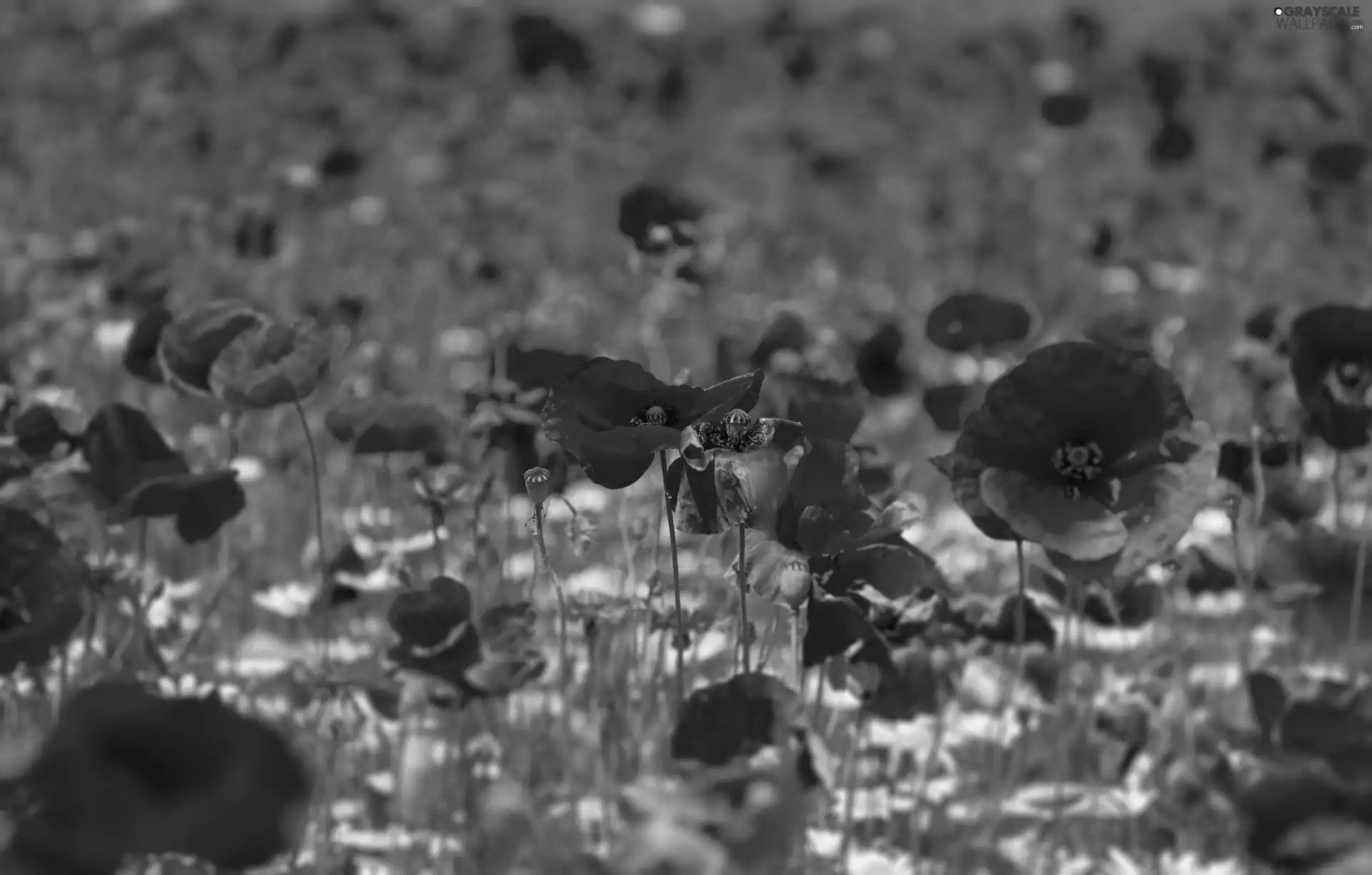 cornflowers, papavers, Meadow