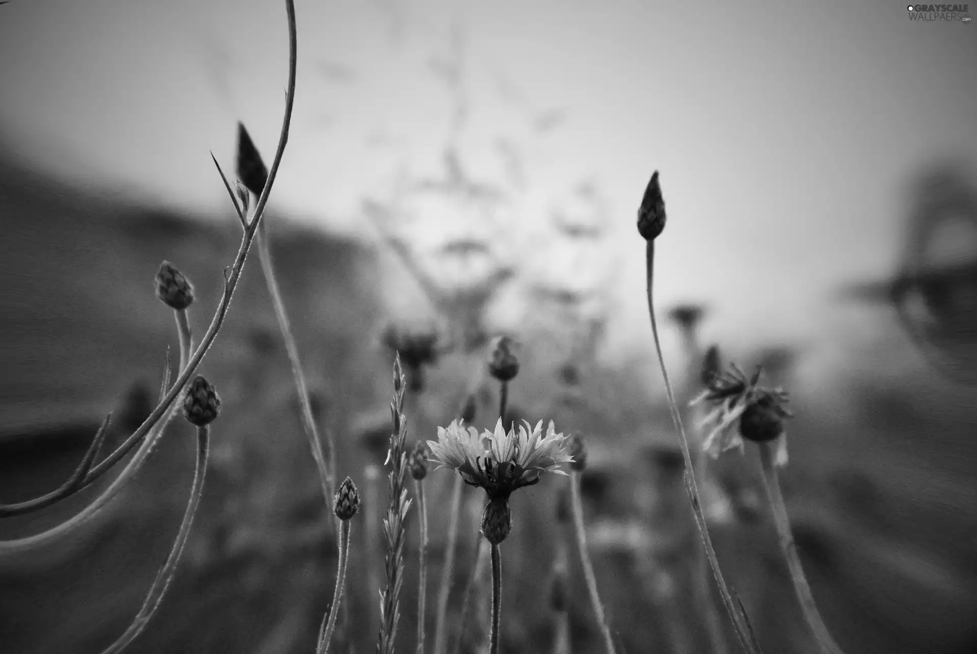 cornflowers