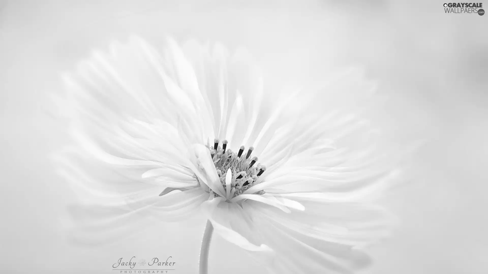 White, Cosmos, Close, Colourfull Flowers