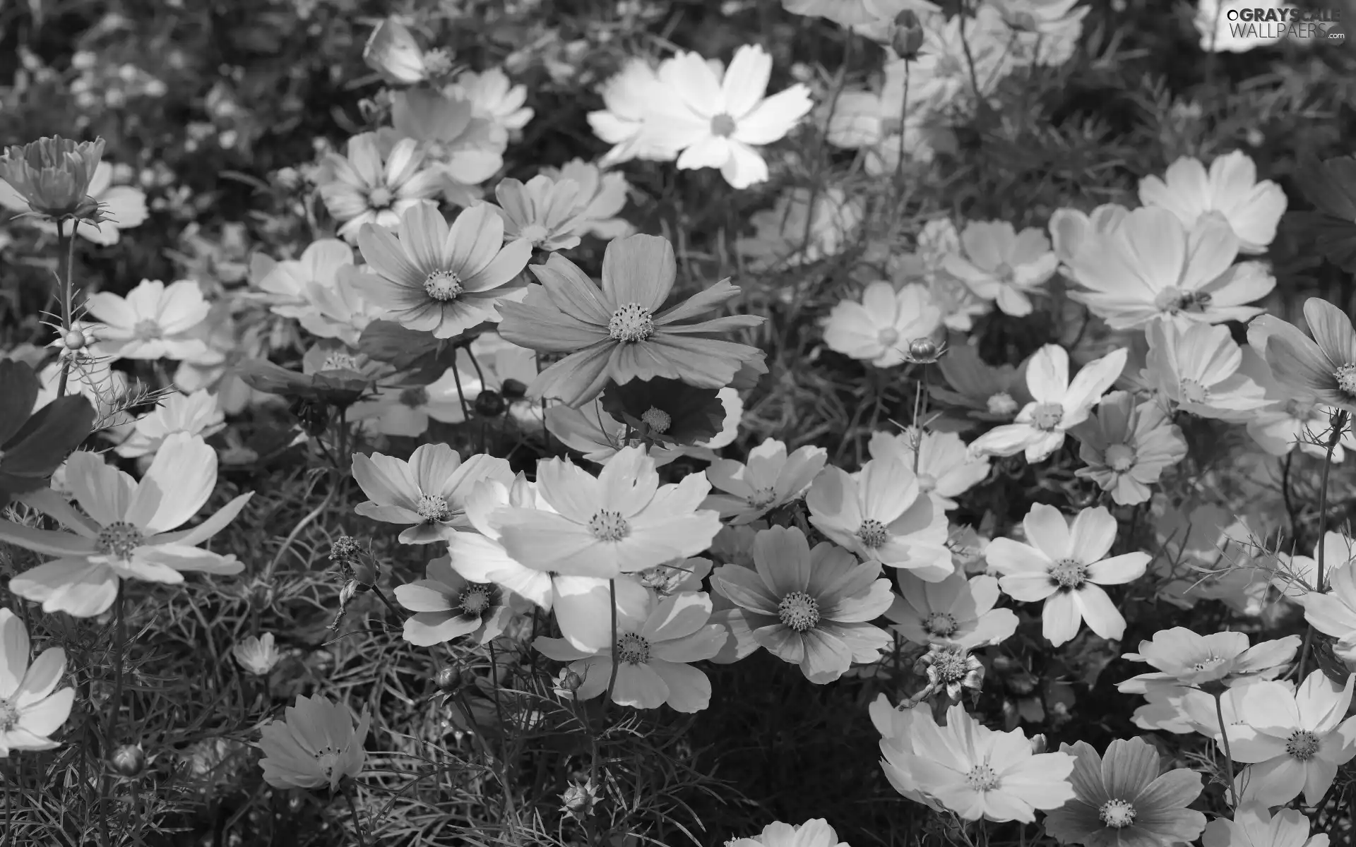 Cosmos, Flowers, color