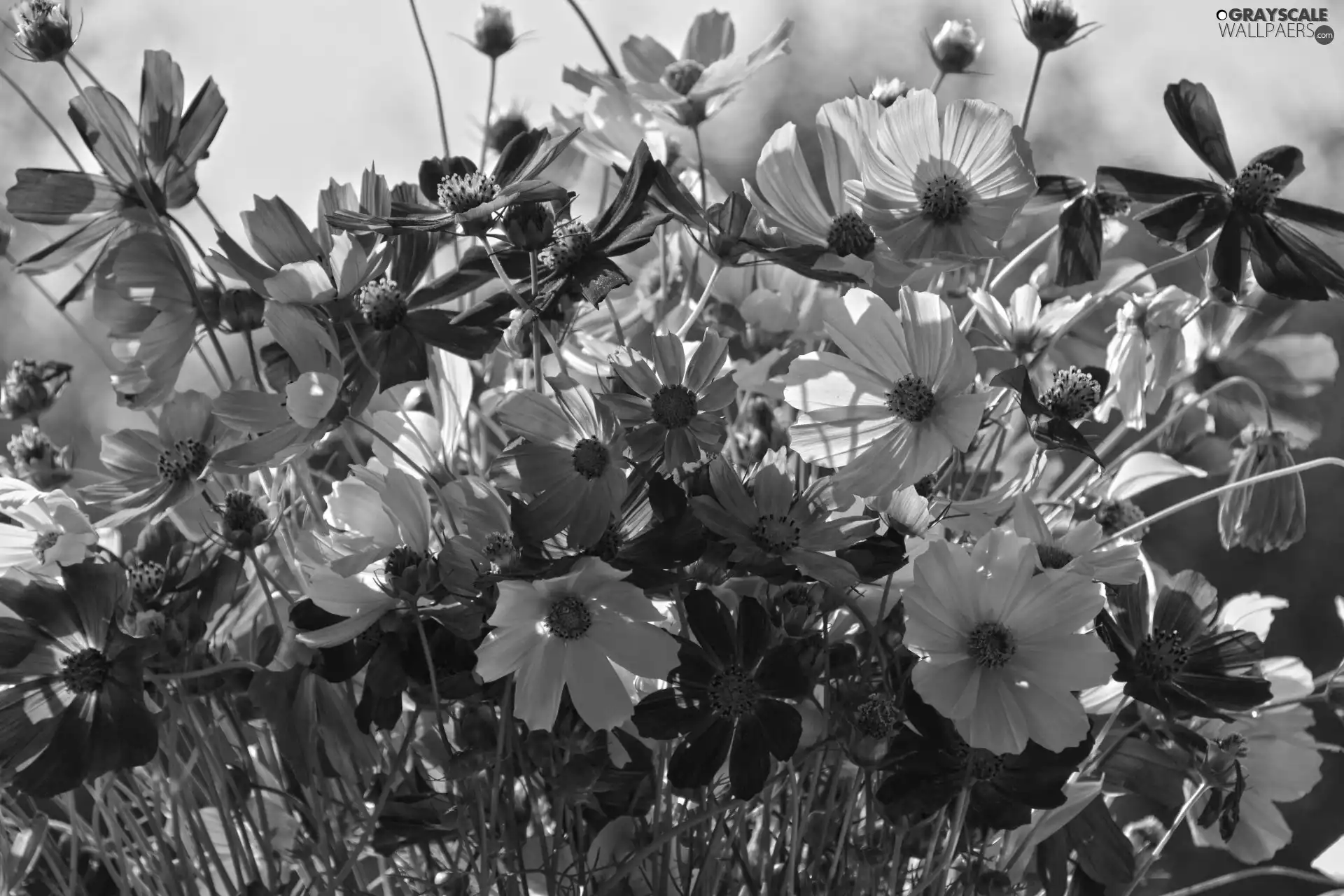Cosmos, color, Flowers