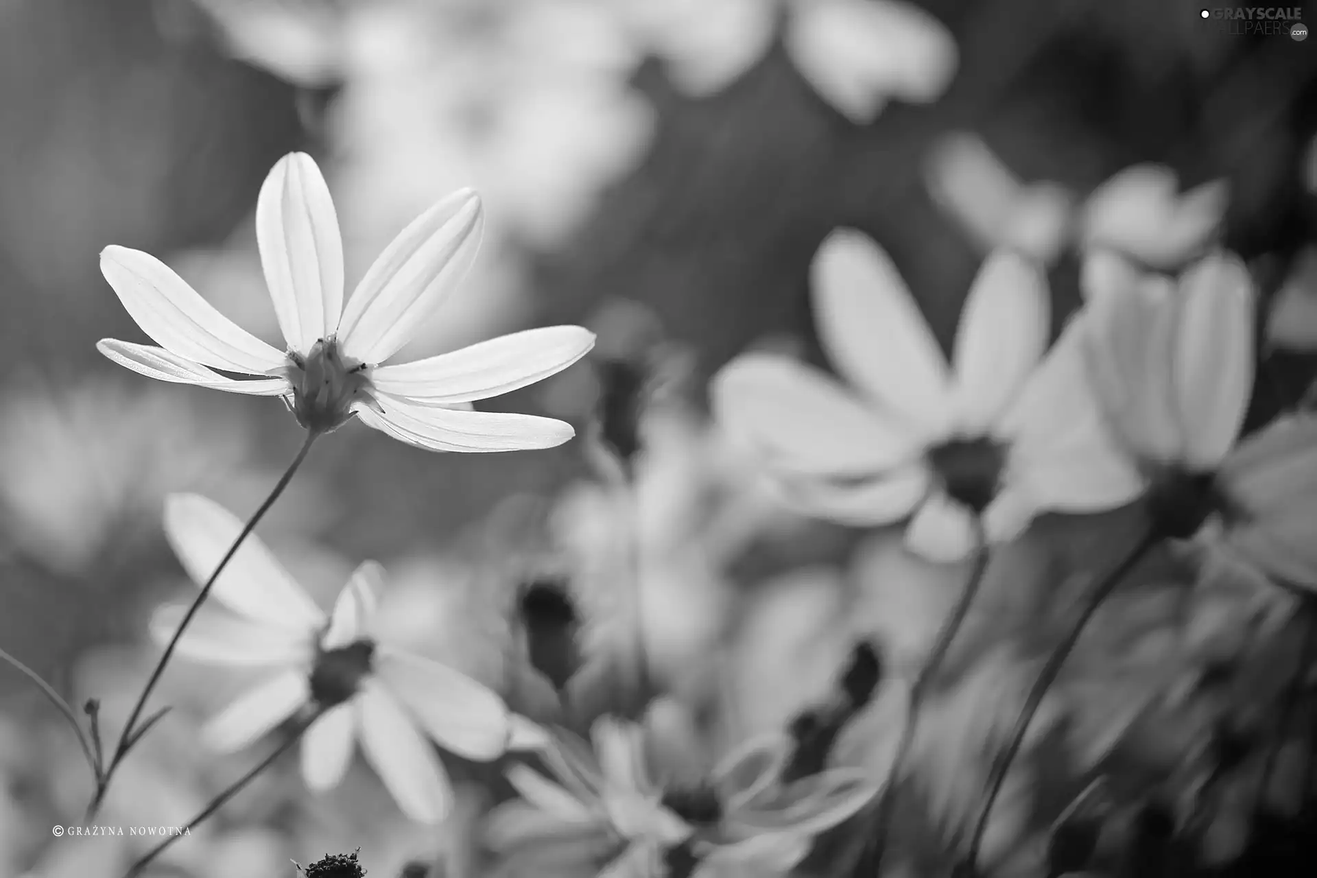 Cosmos, Yellow, Flowers