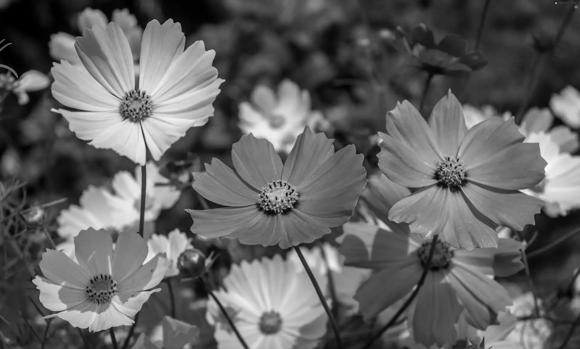 Flowers, Cosmos