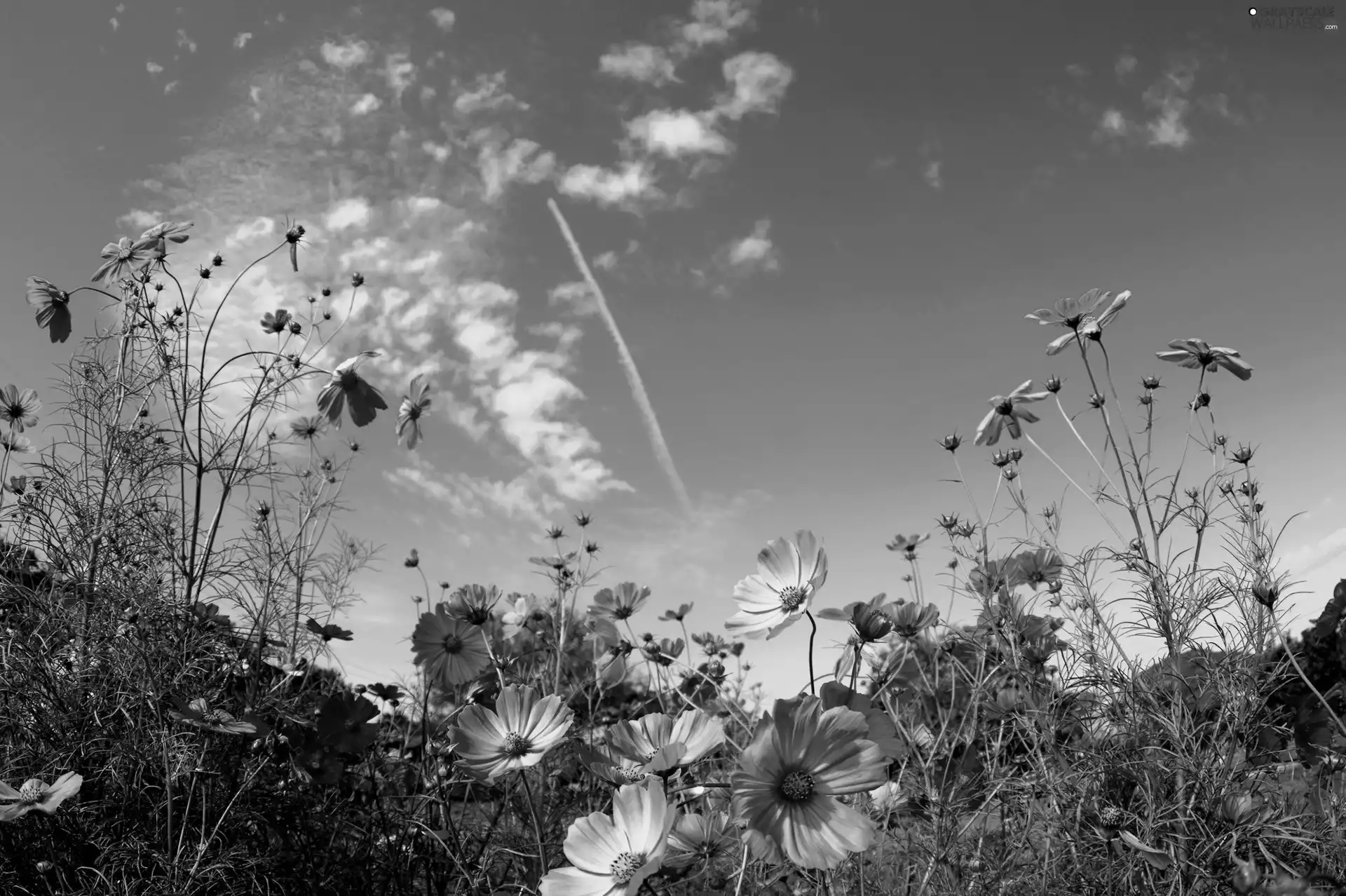 Laka, Flowers, Cosmos, Sky