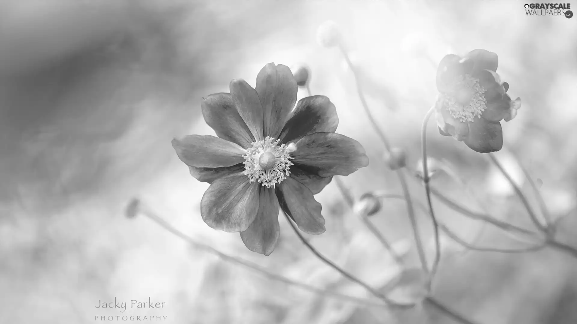 rapprochement, Colourfull Flowers, Cosmos