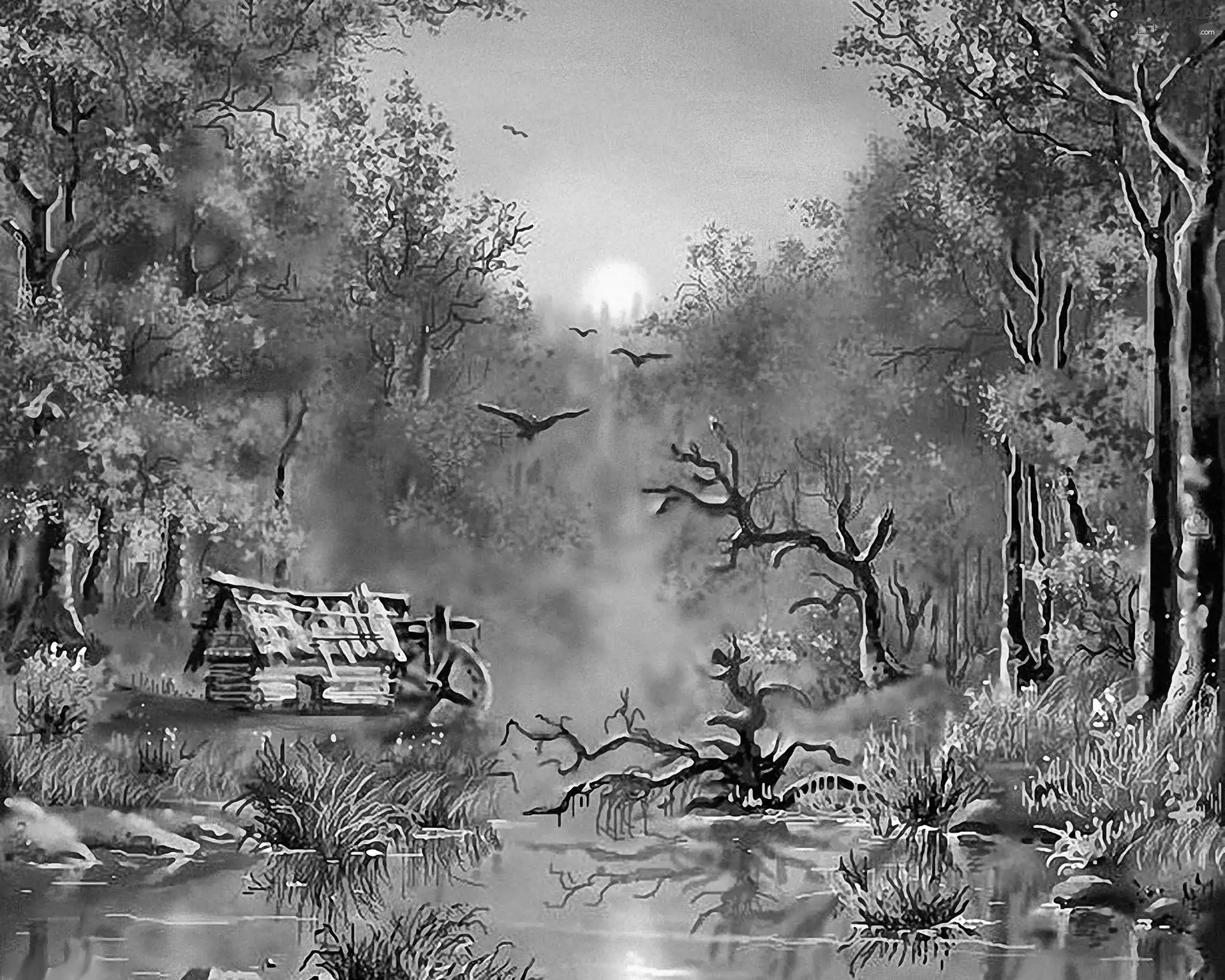 cote, swamp, forest