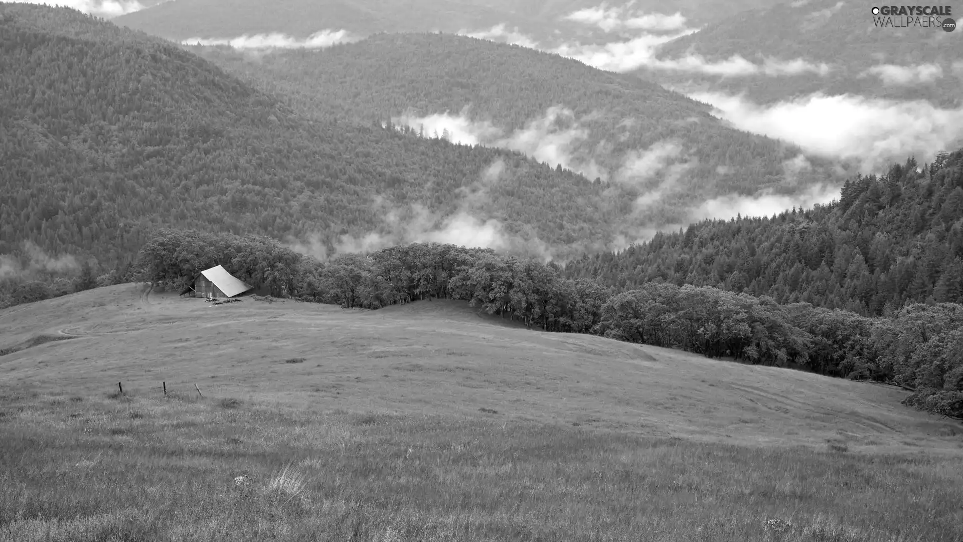 green ones, woods, cote, The Hills