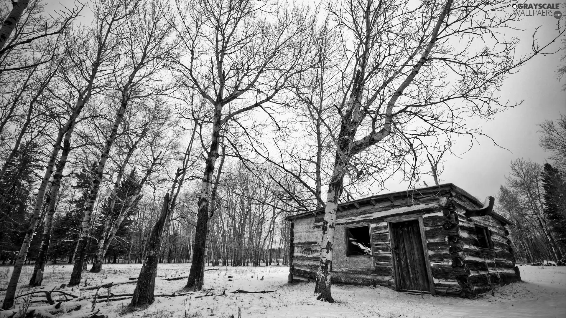 cote, forest, winter