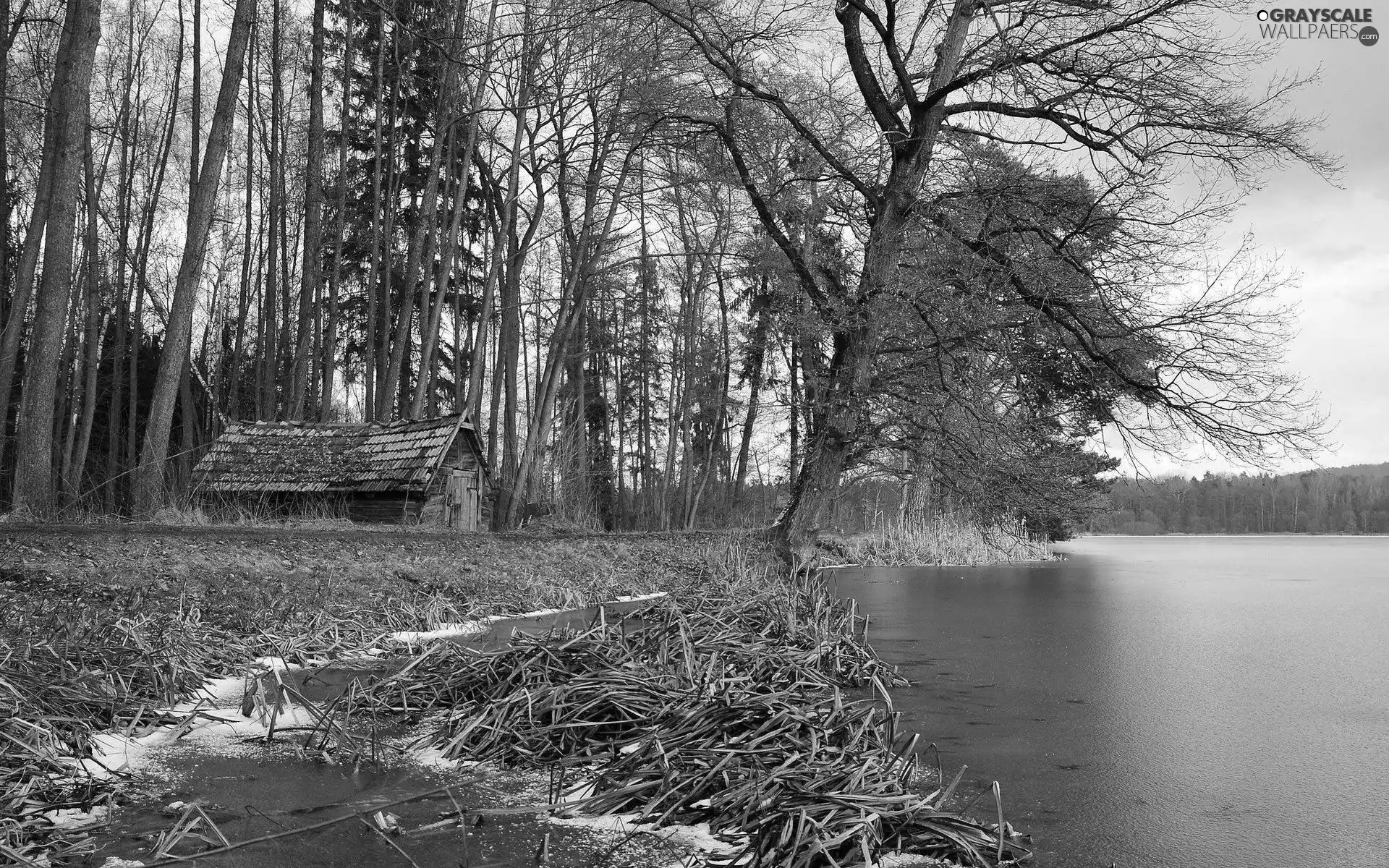 cote, River, woods