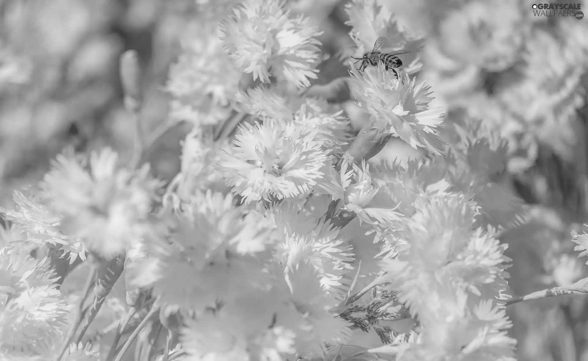 Flowers, Cottage Pink, wasp, White