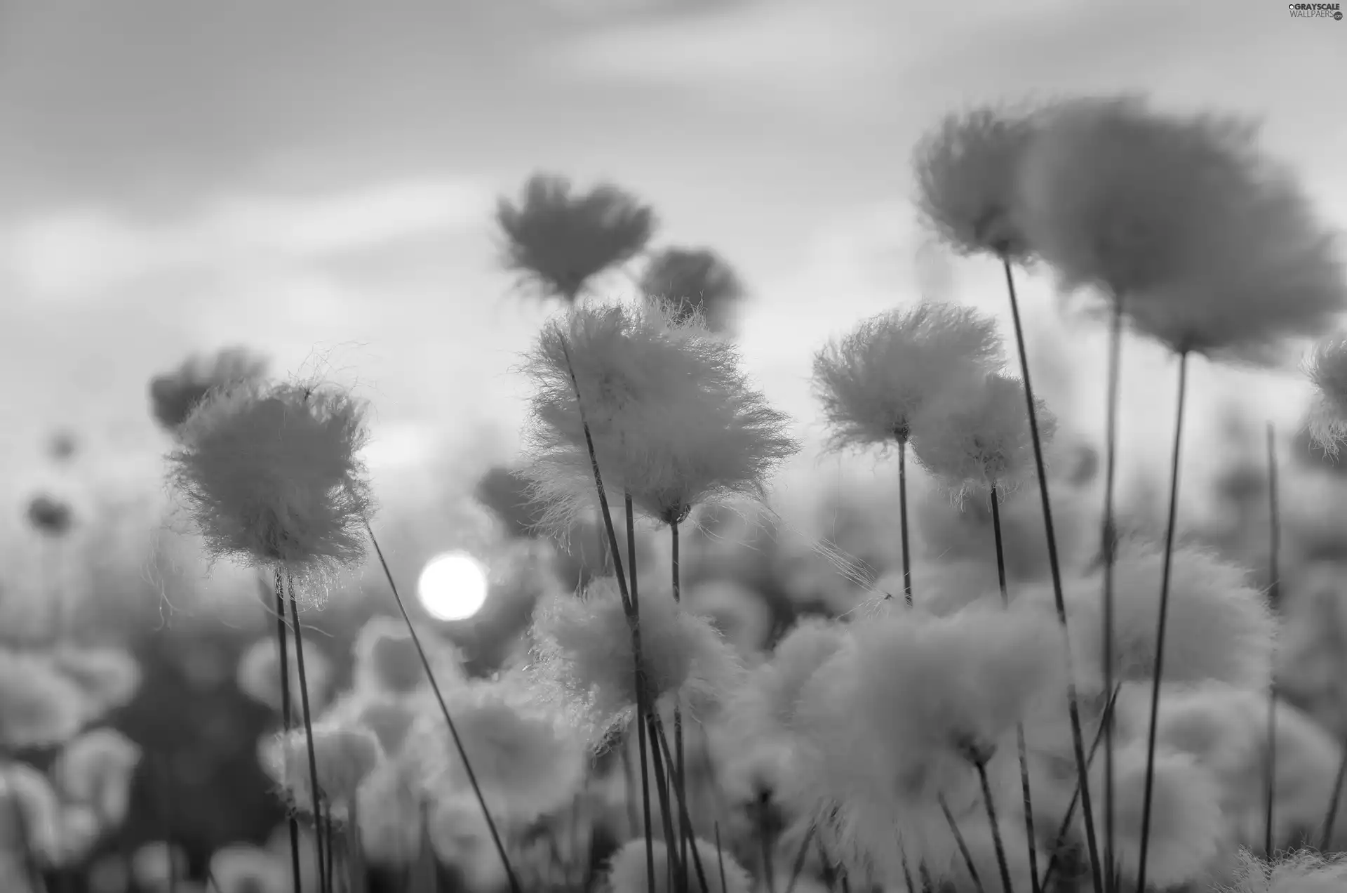 east, Plants, cotton, sun