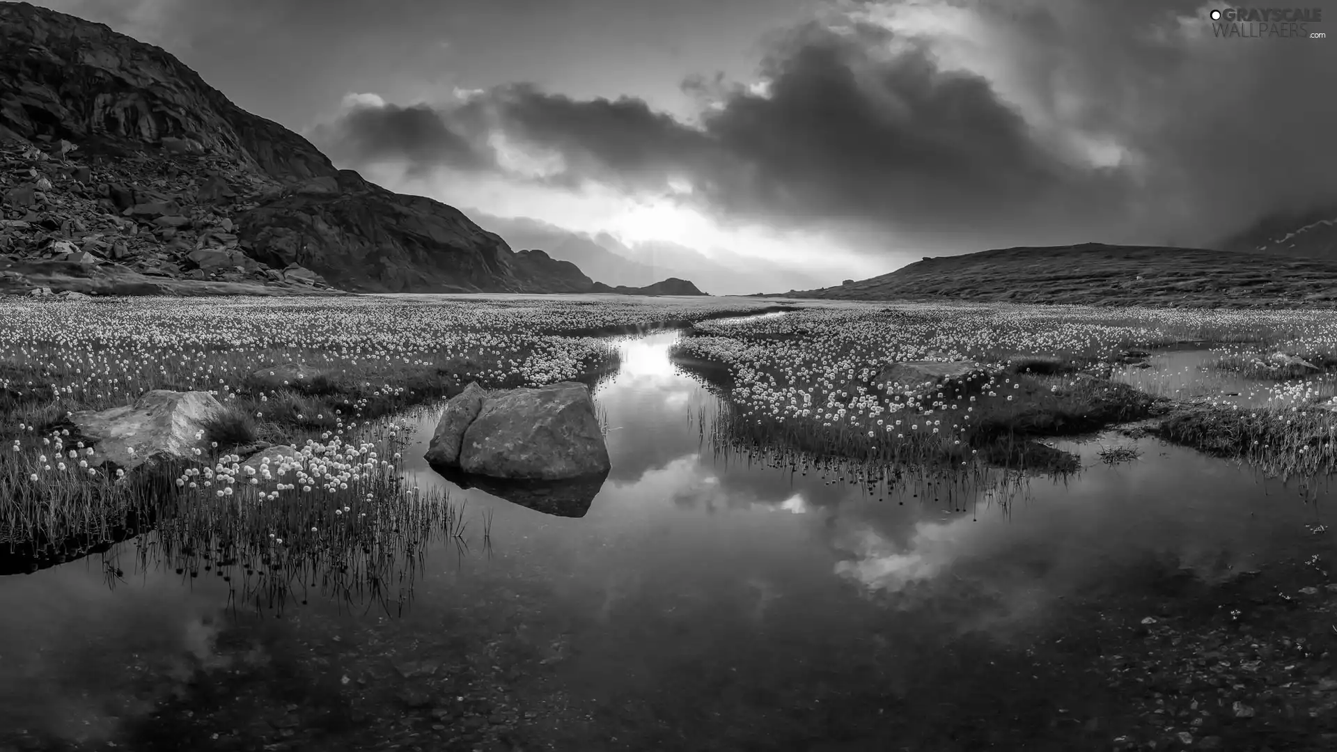 pool, Swiss Alps, clouds, Flowers, Mountains, Switzerland, Sky, Common Cottongrass, medows, River