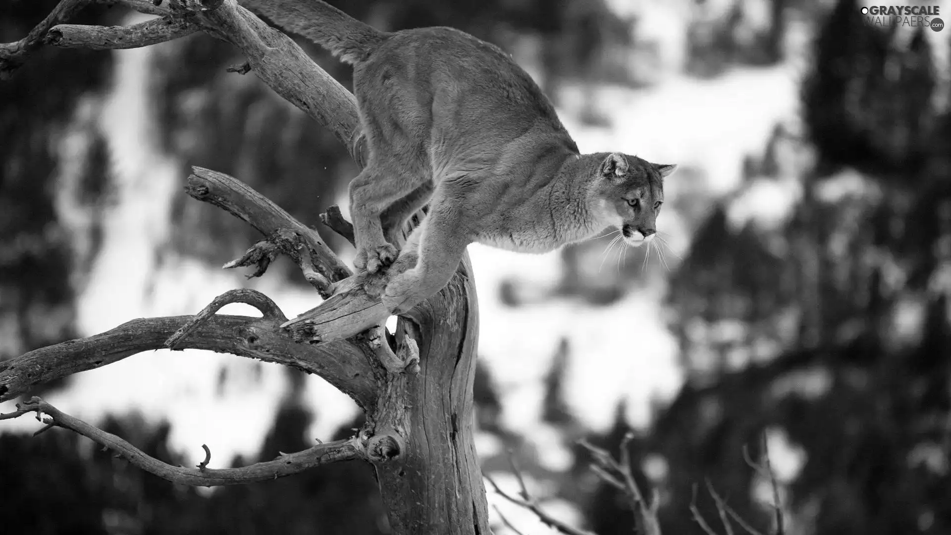 dry, jumping, cougar, branches